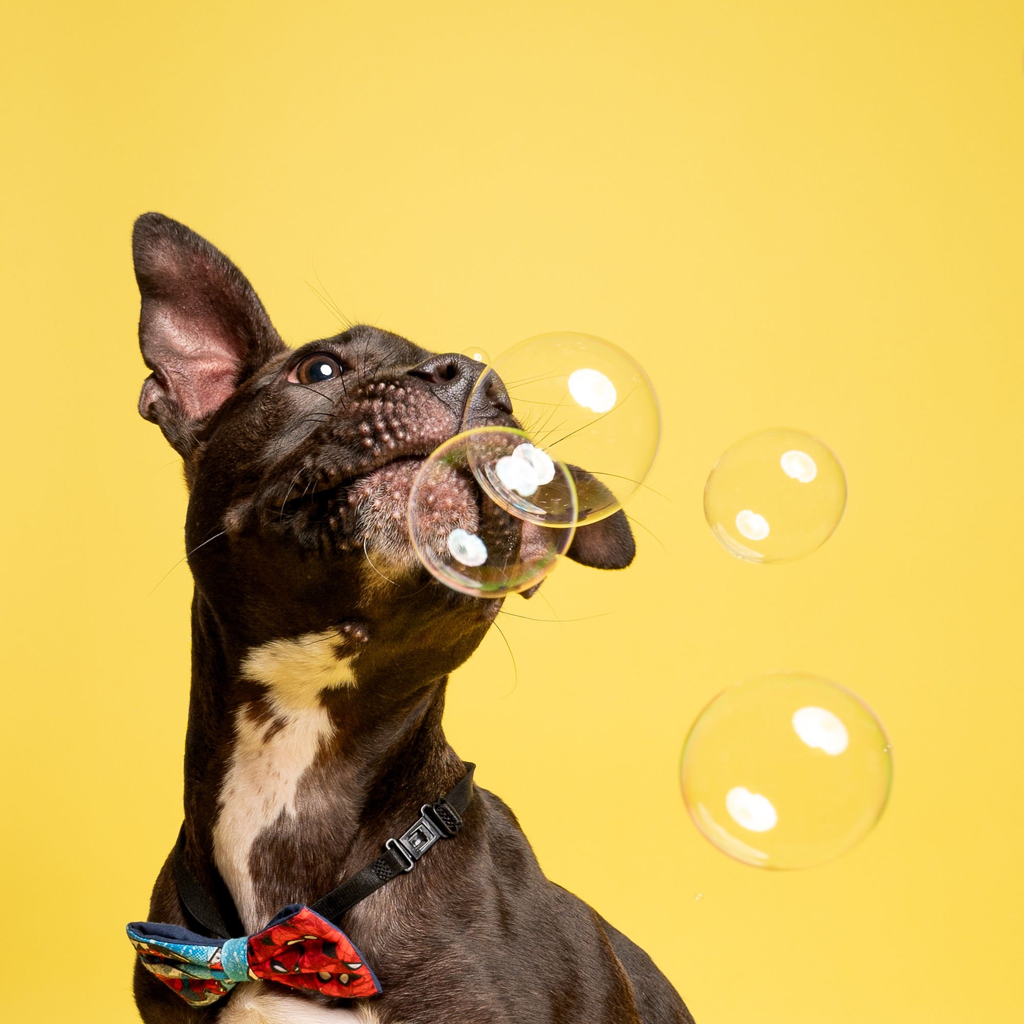 Dachshund portrait photographed against a bright pink studio backdrop
