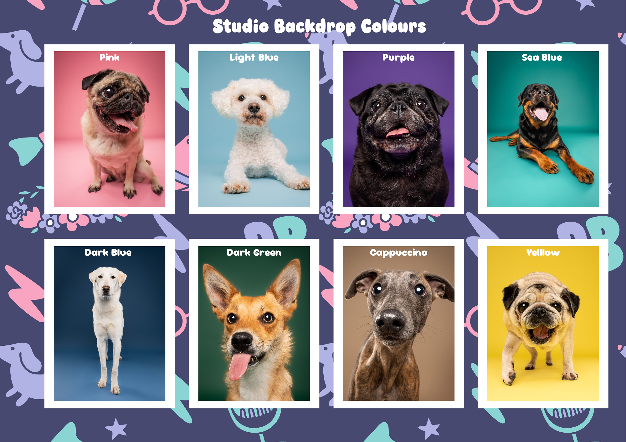 Colourful studio portrait of a spaniel by The Puparazzi Booth