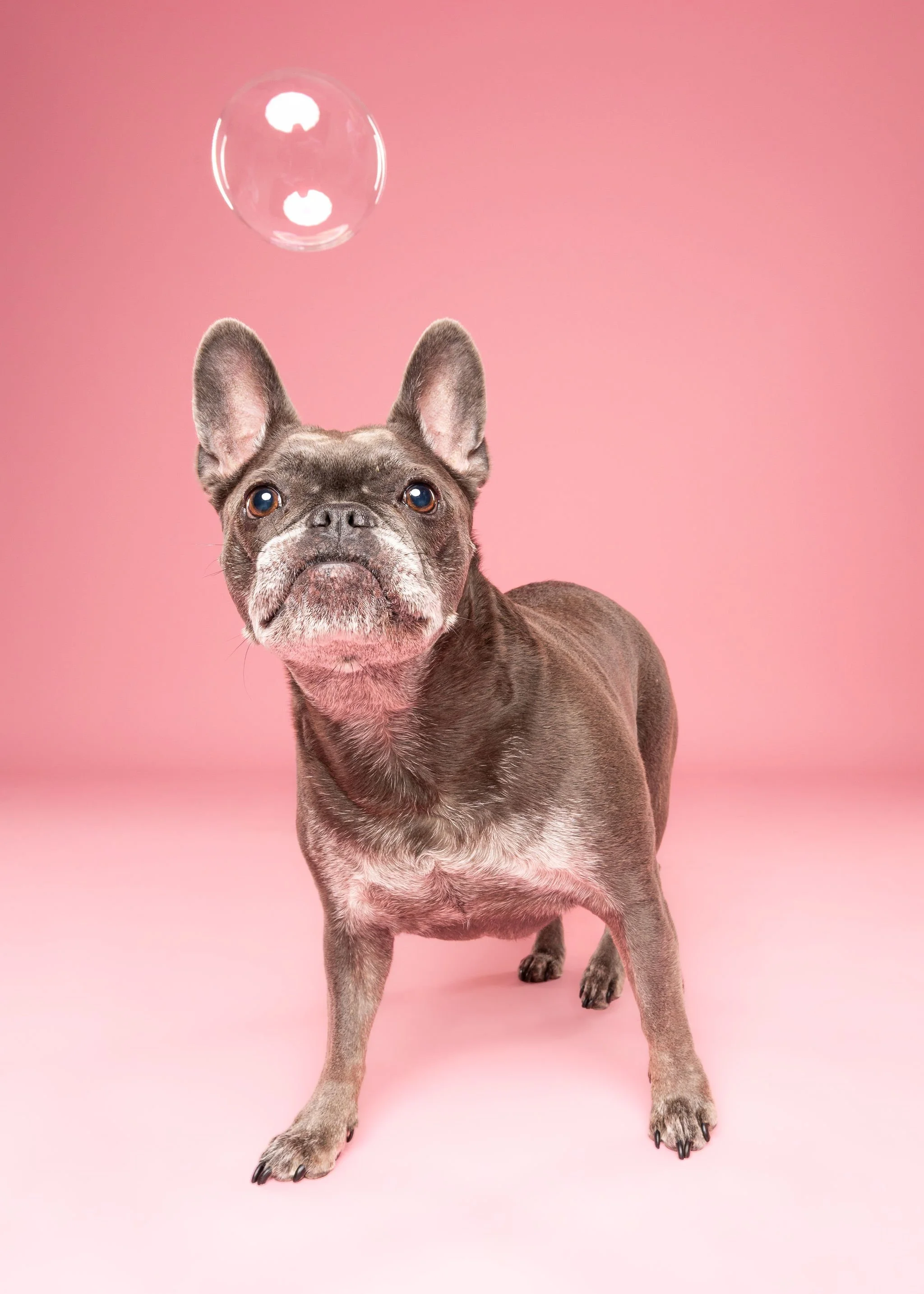 Characterful dog portrait by Lincoln pet photographer The Puparazzi Booth
