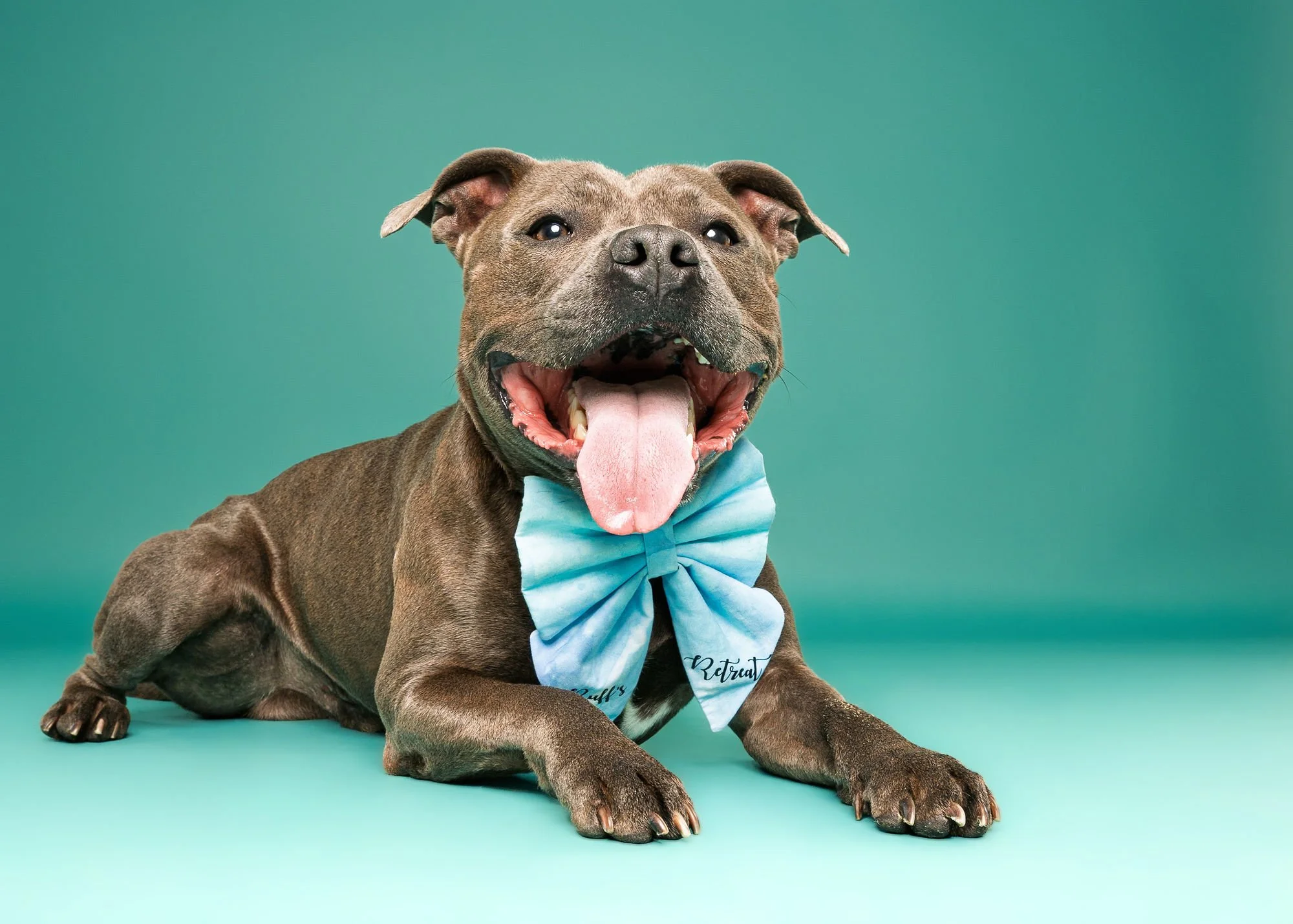 Dog portrait with playful expression during professional pet photography session
