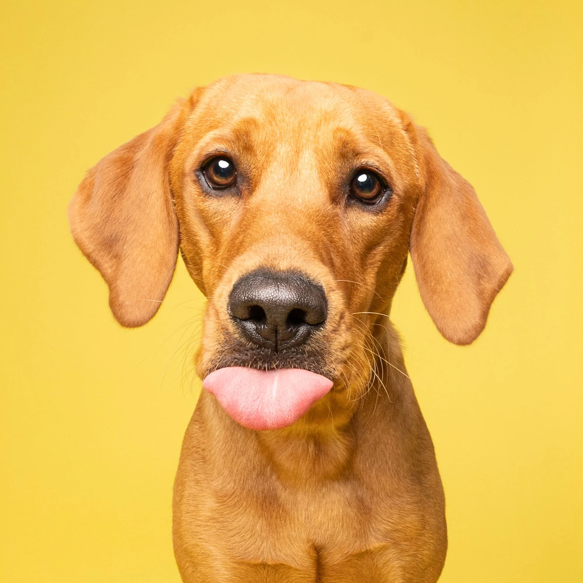 Pet photographer photographing a small dog inside a colourful studio
