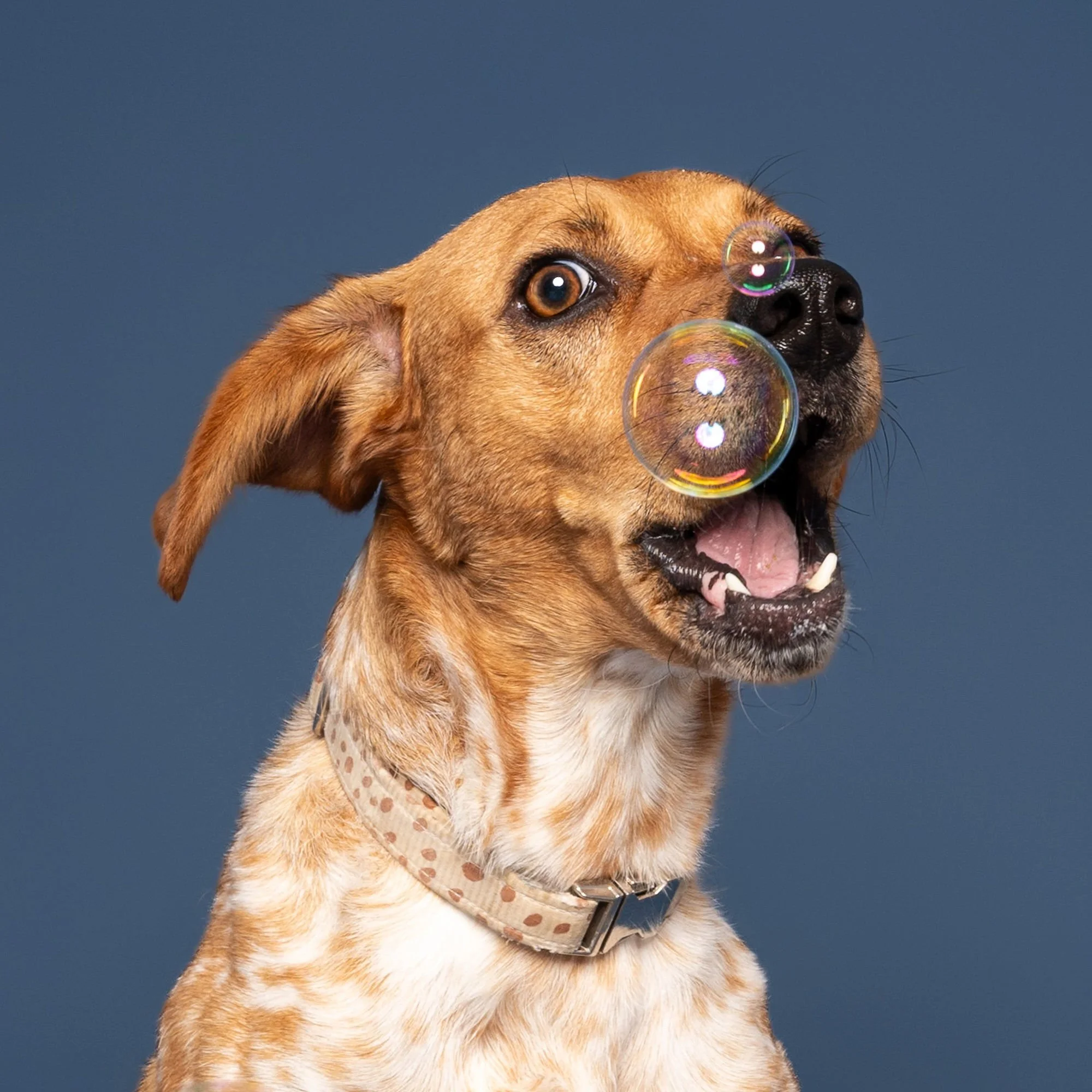 Dog posing naturally during a colourful pet photography session in Lincoln
