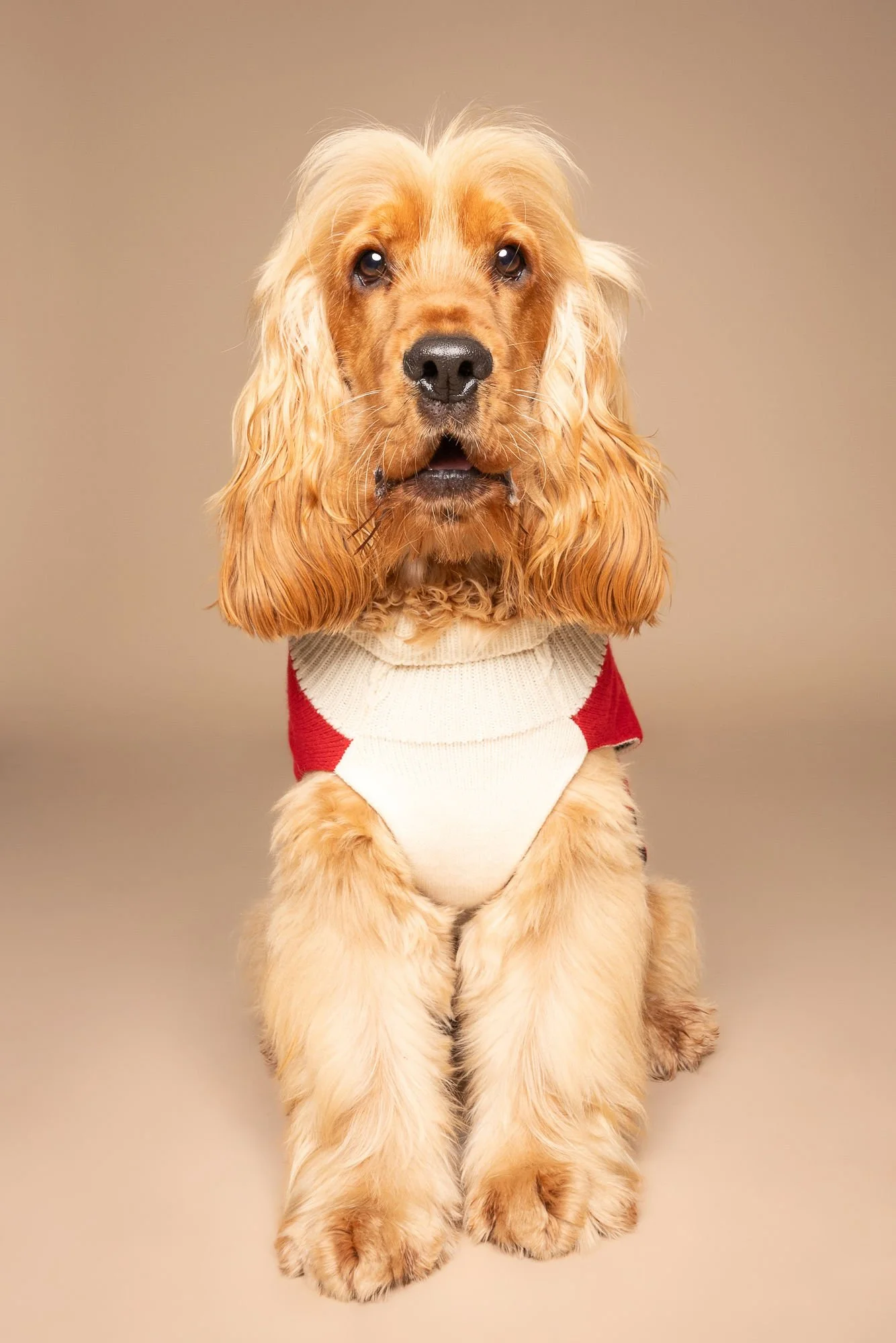 Professional dog photography showing a pet's unique character and personality