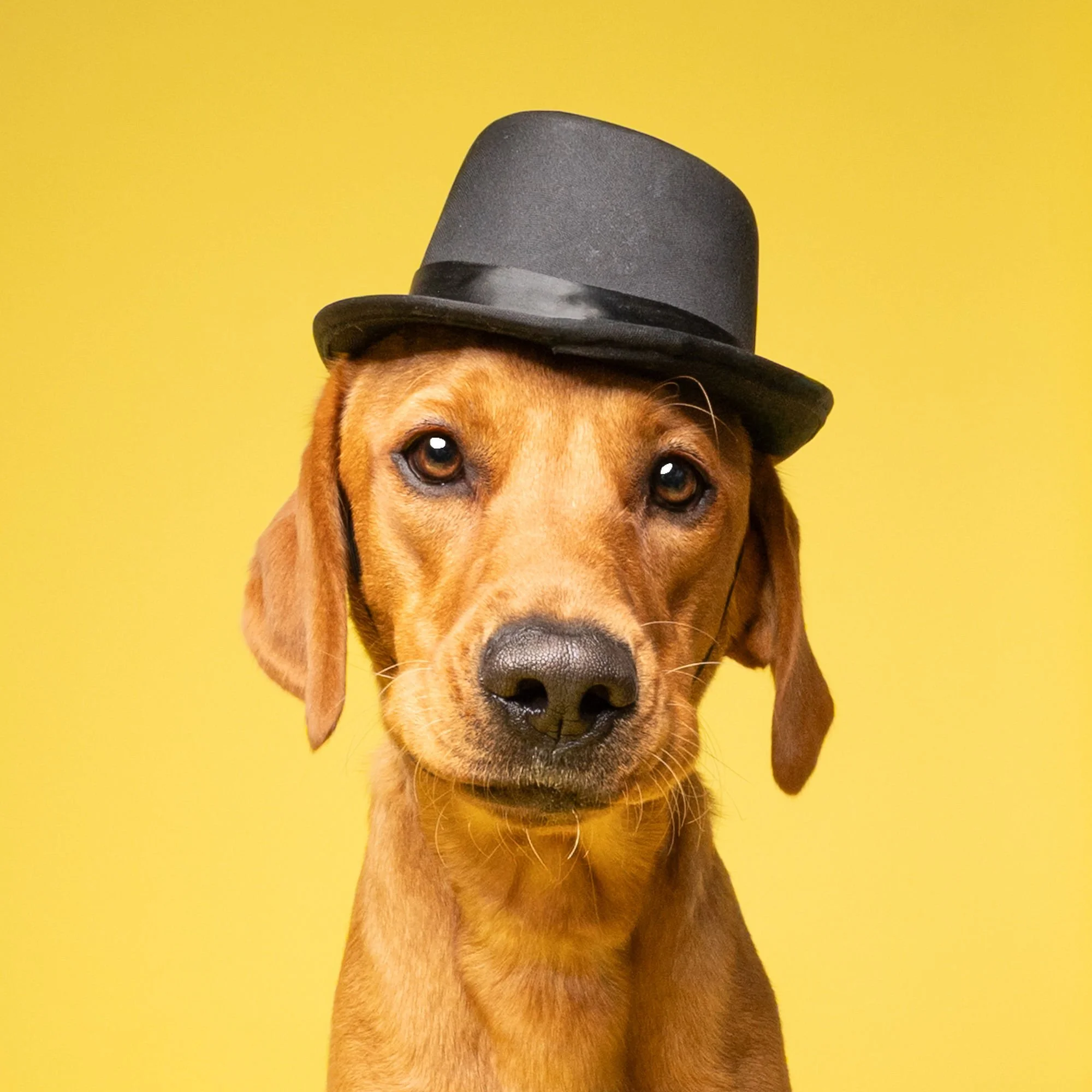 Lincoln pet photography focused on natural expressions and individual personality