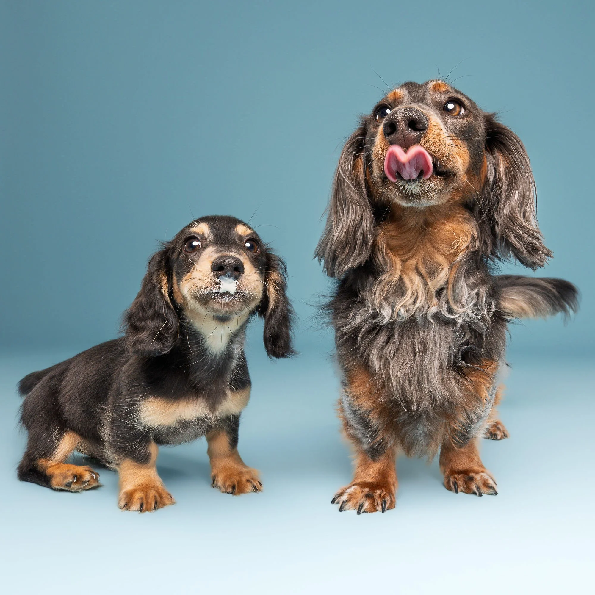 Dog sitting for a professional studio photography session in Lincoln
