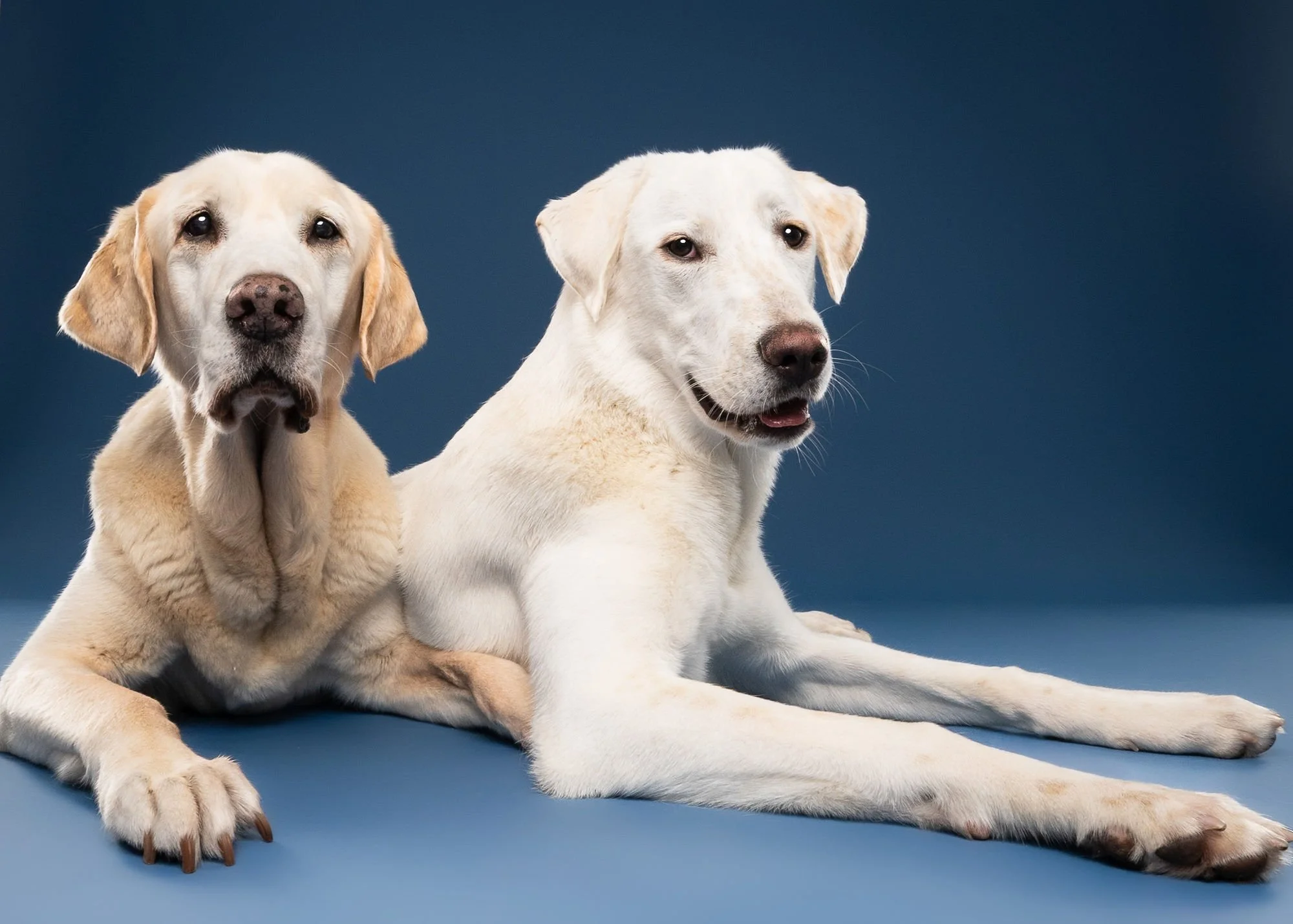 Close-up dog portrait with bright blue background at Lincoln photography studio
