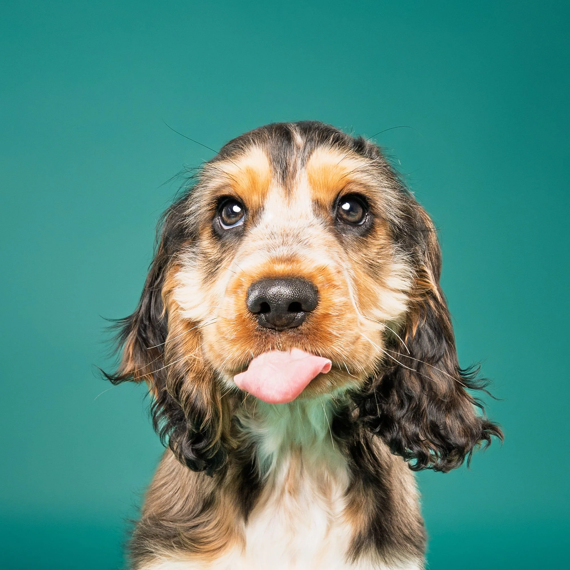 Bright and playful pet portrait created by a dog photographer in Lincoln