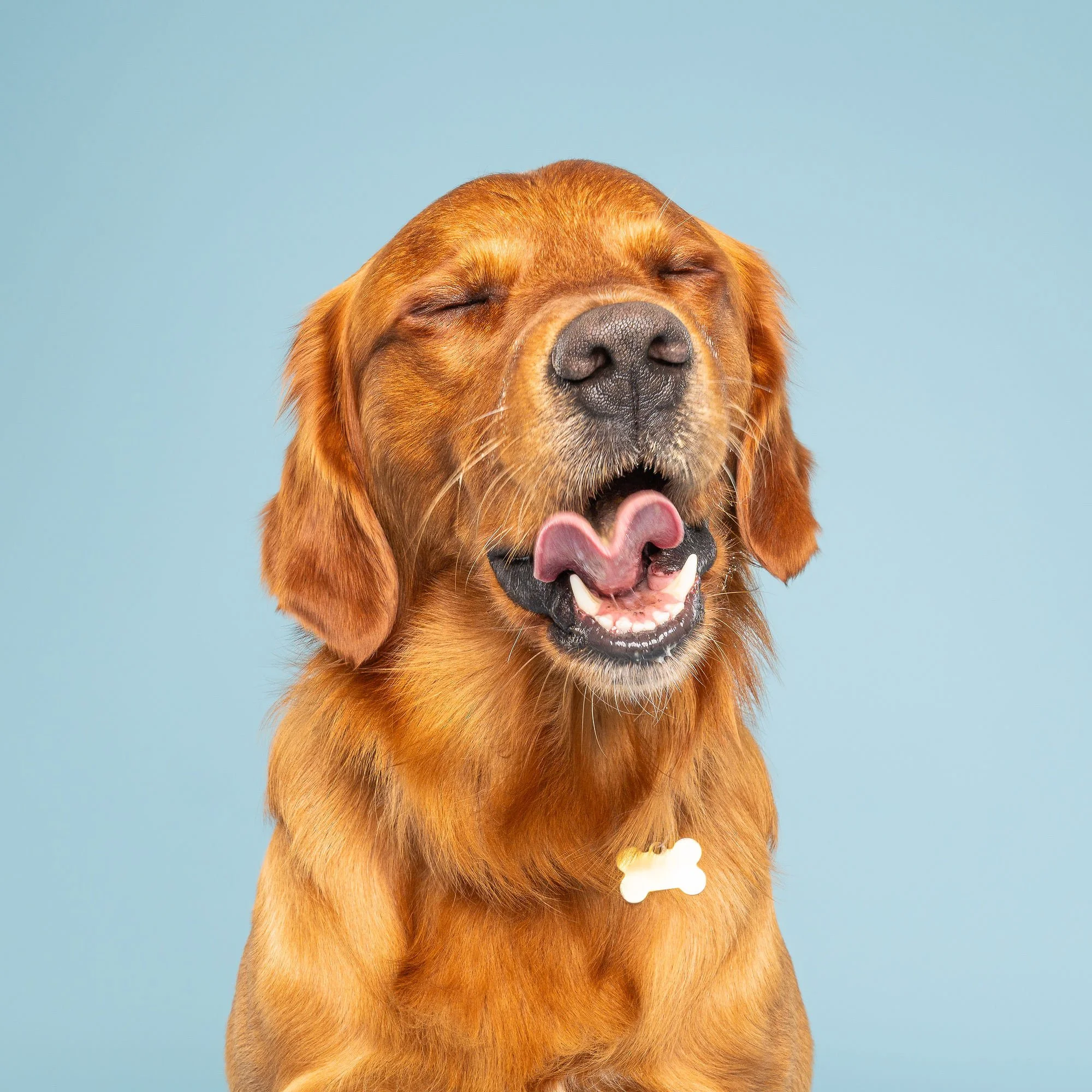 Close-up dachshund portrait by professional dog photographer in Lincoln
