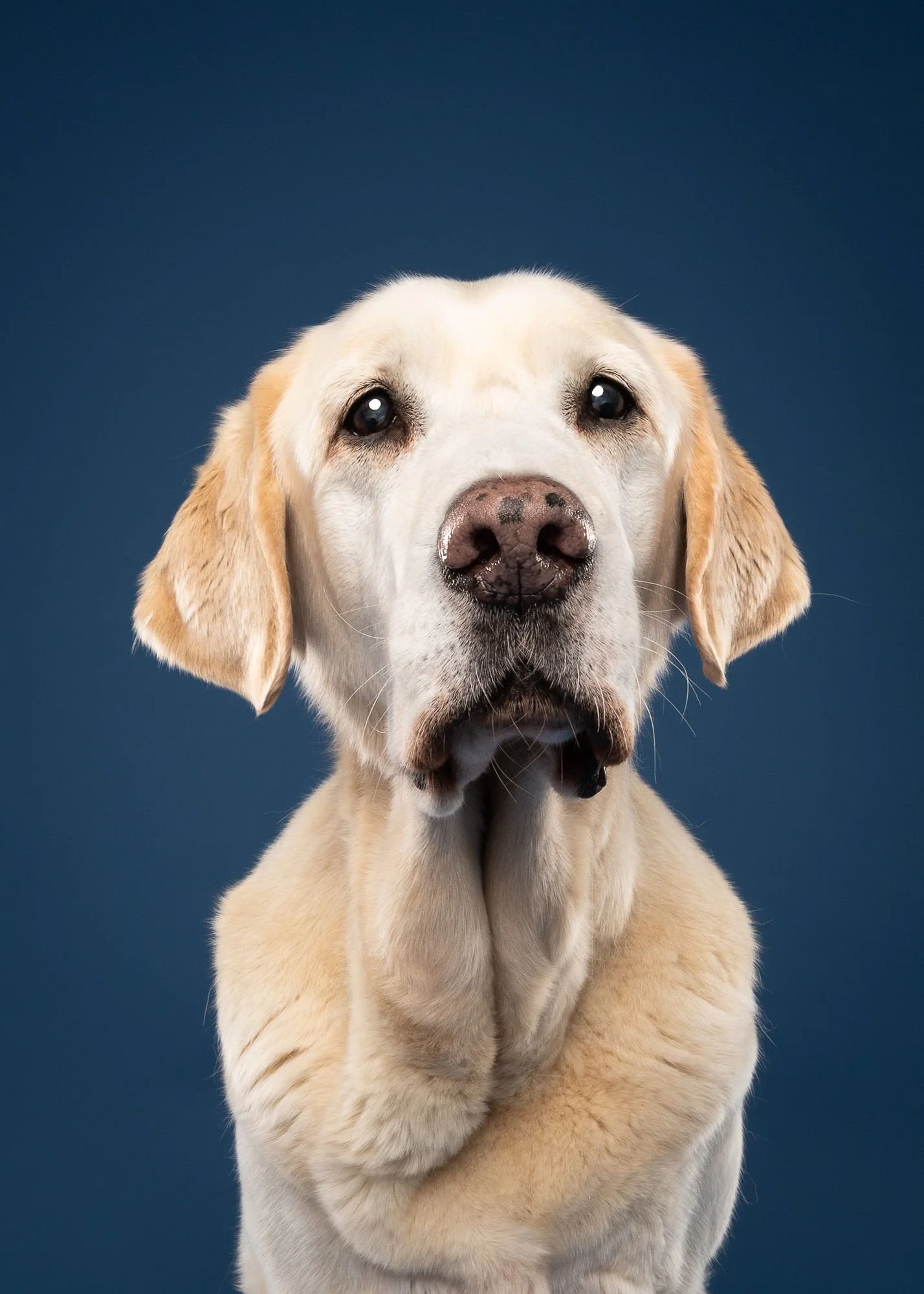Lincoln pet photography focused on natural expressions and individual personality
