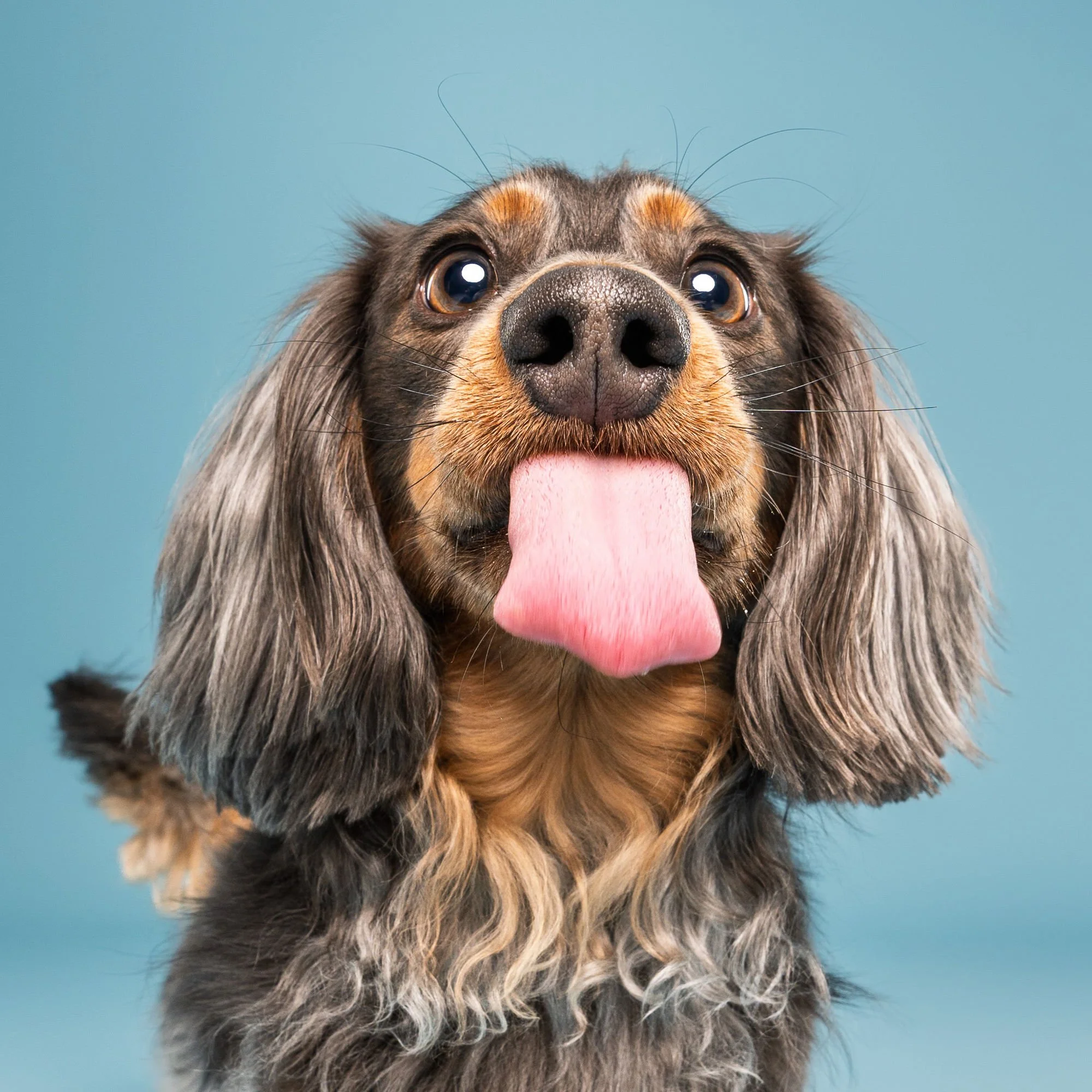 Lincoln dog photography capturing the funny expressions owners know and love