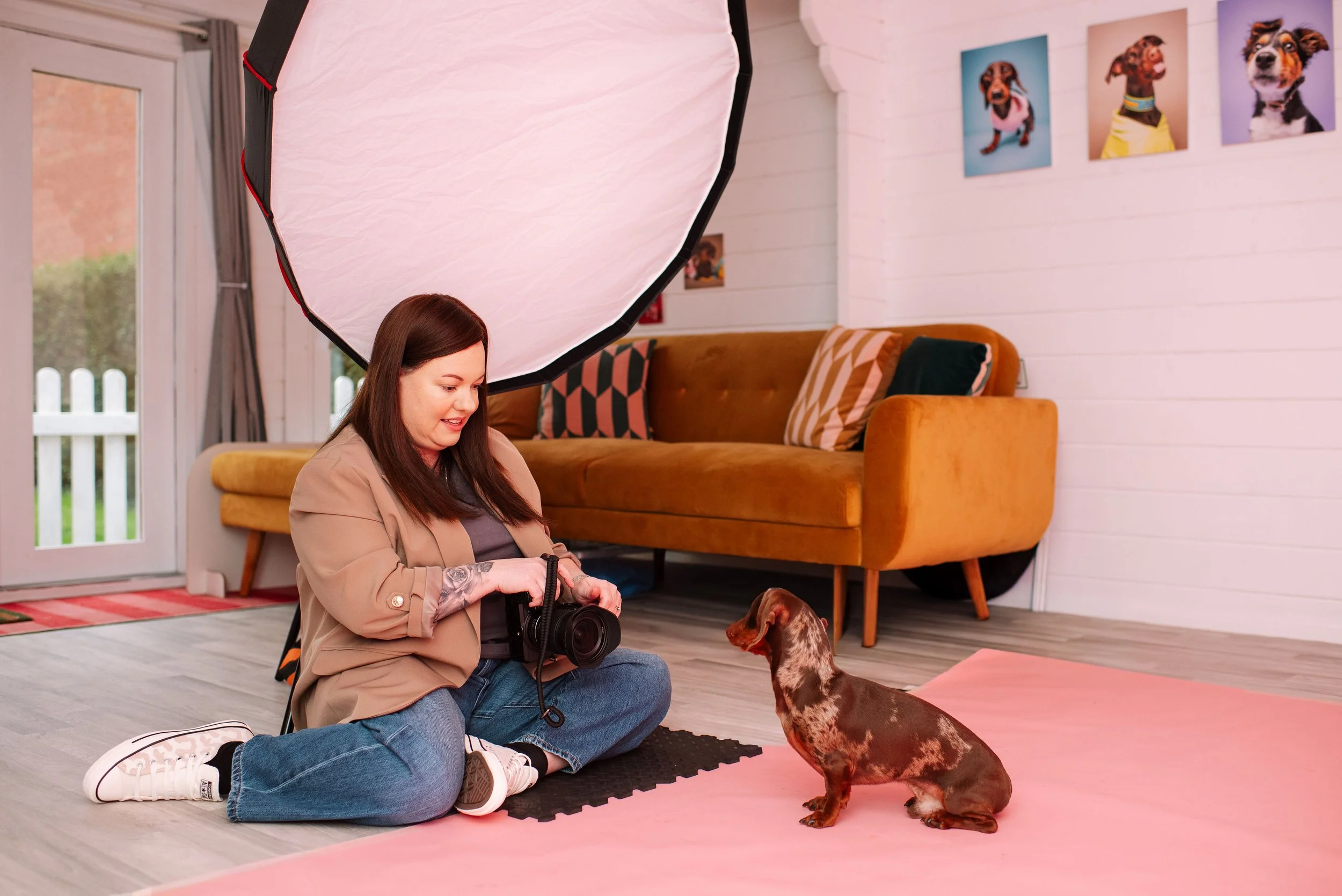 Colourful studio portrait of a spaniel by The Puparazzi Booth