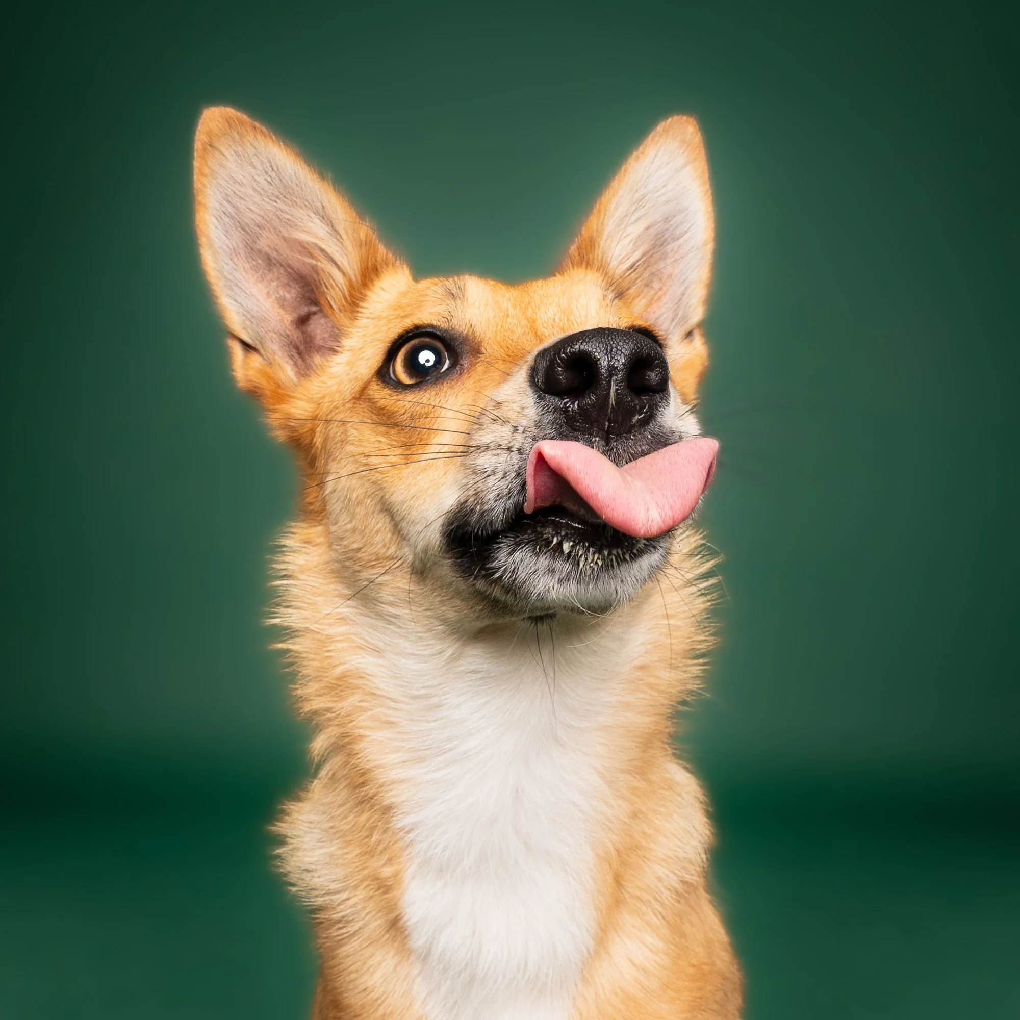 Behind the scenes of a professional dog photography session in Lincoln
