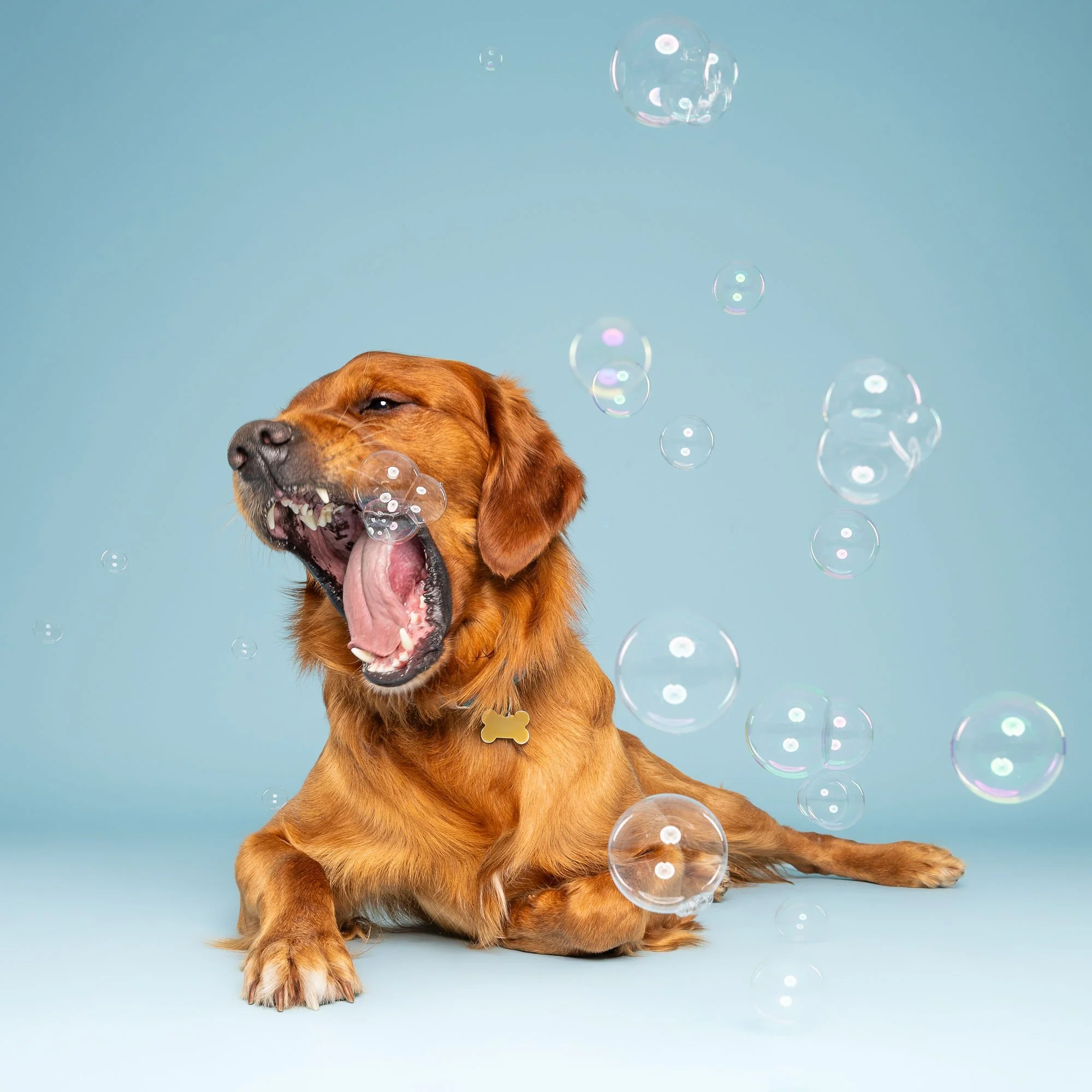 Pet photographer photographing a small dog inside a colourful studio