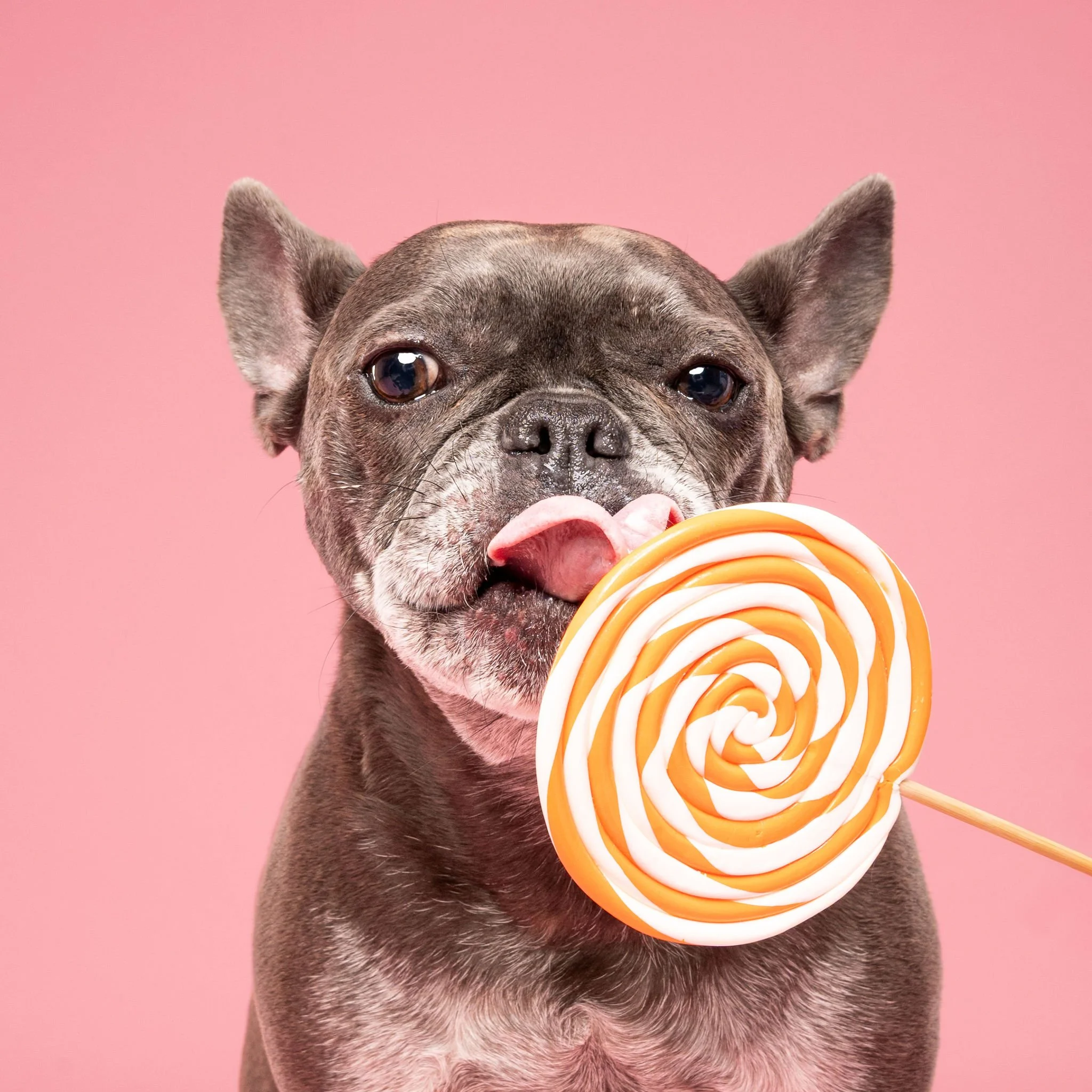 Expressive dog portrait capturing natural personality and character
