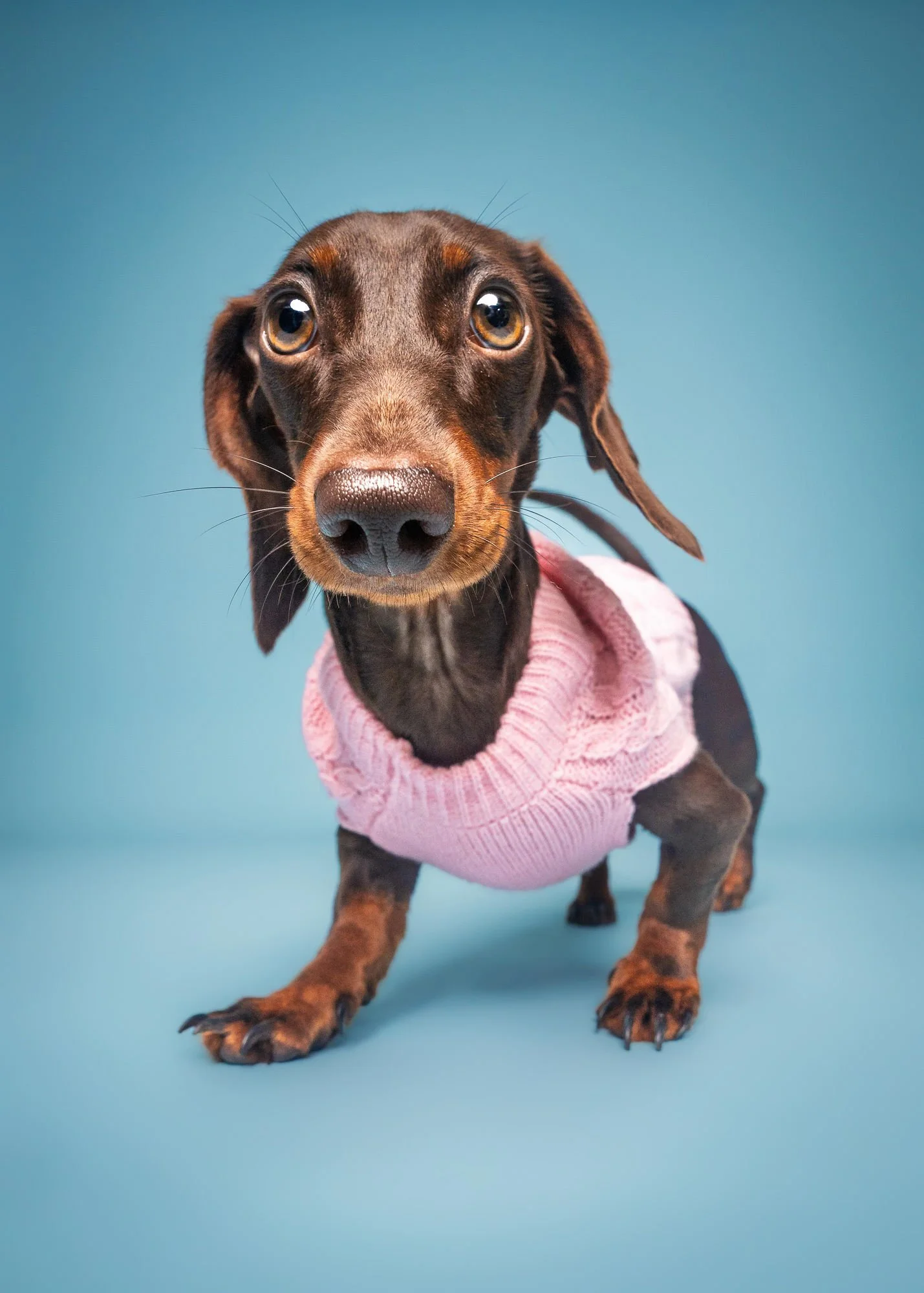 Behind the scenes of a professional dog photography session in Lincoln
