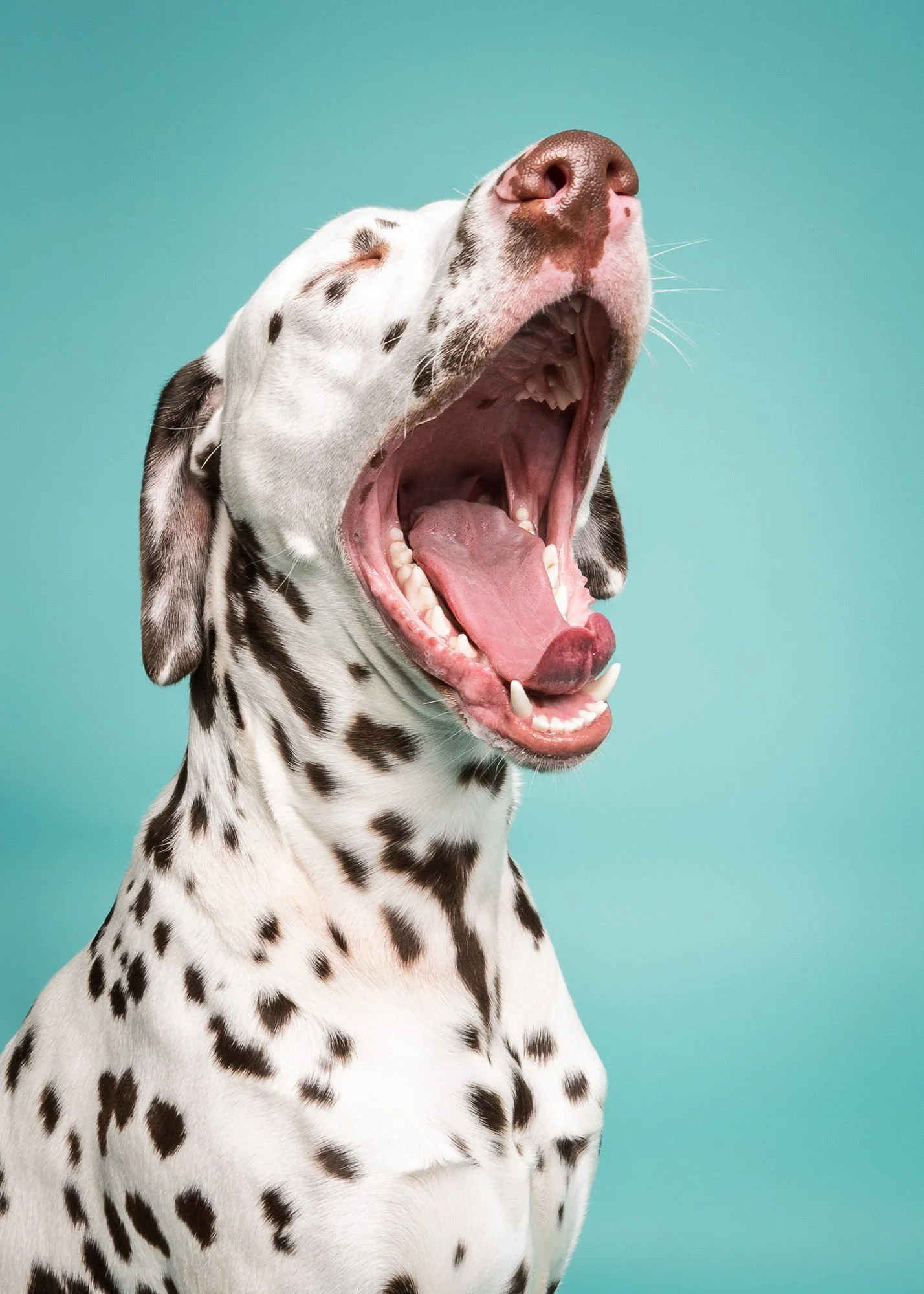 Professional close-up dog photography with colourful studio background
