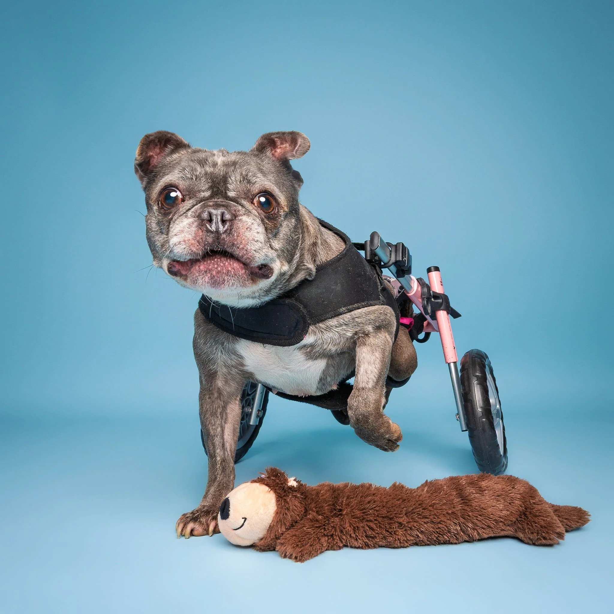 Dog photographed with bright props during a fun Lincoln studio session