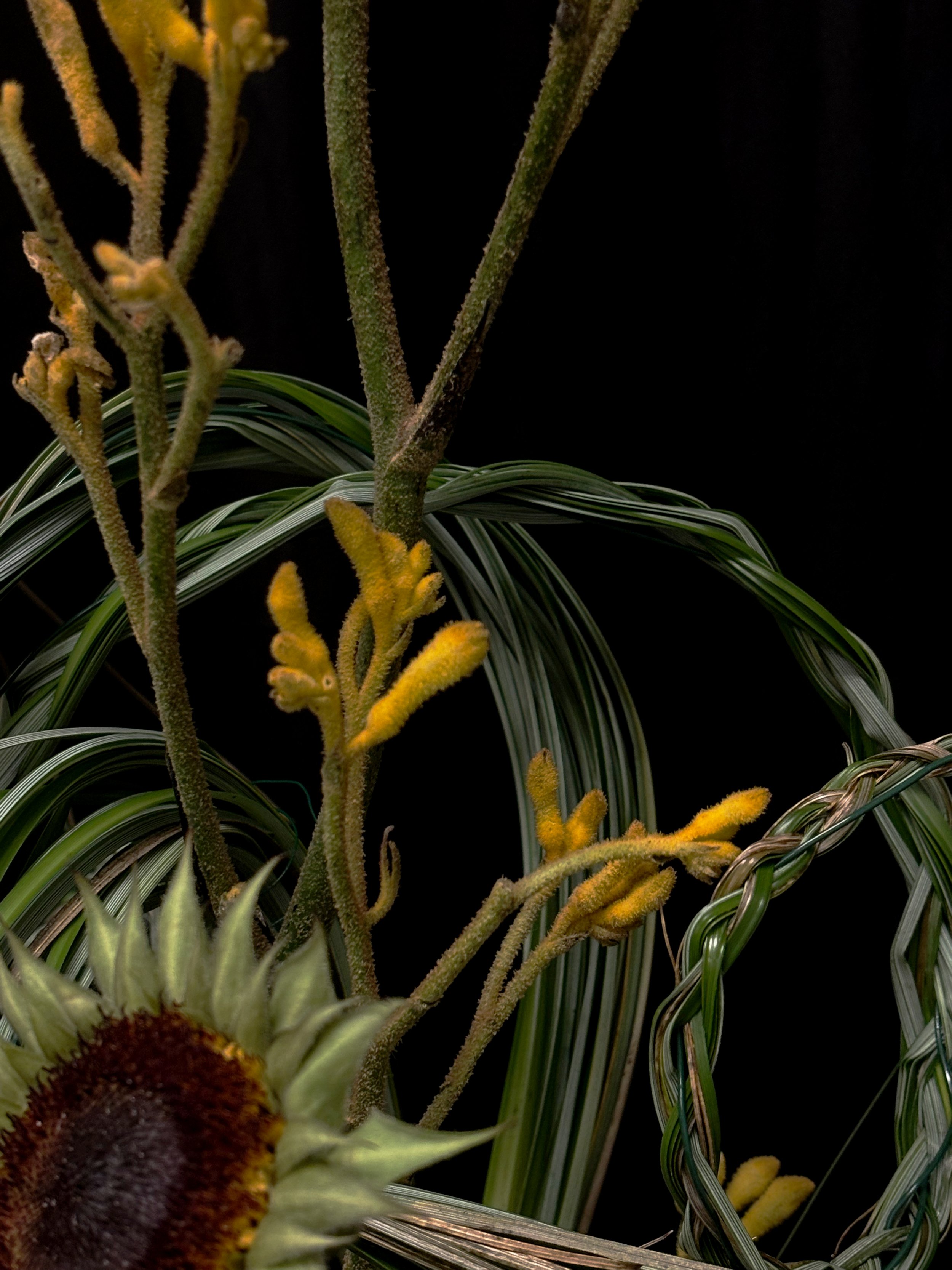sunflower_2.jpg