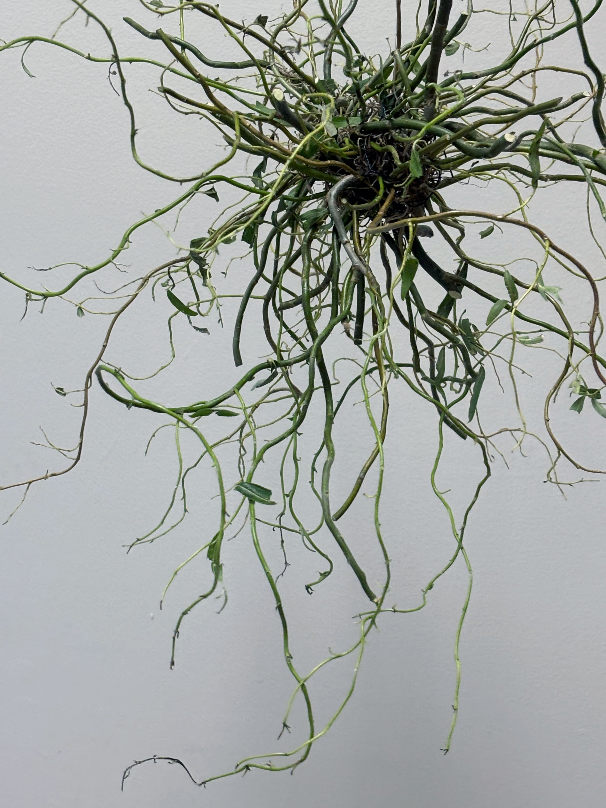 hanging sculpture 1.jpg