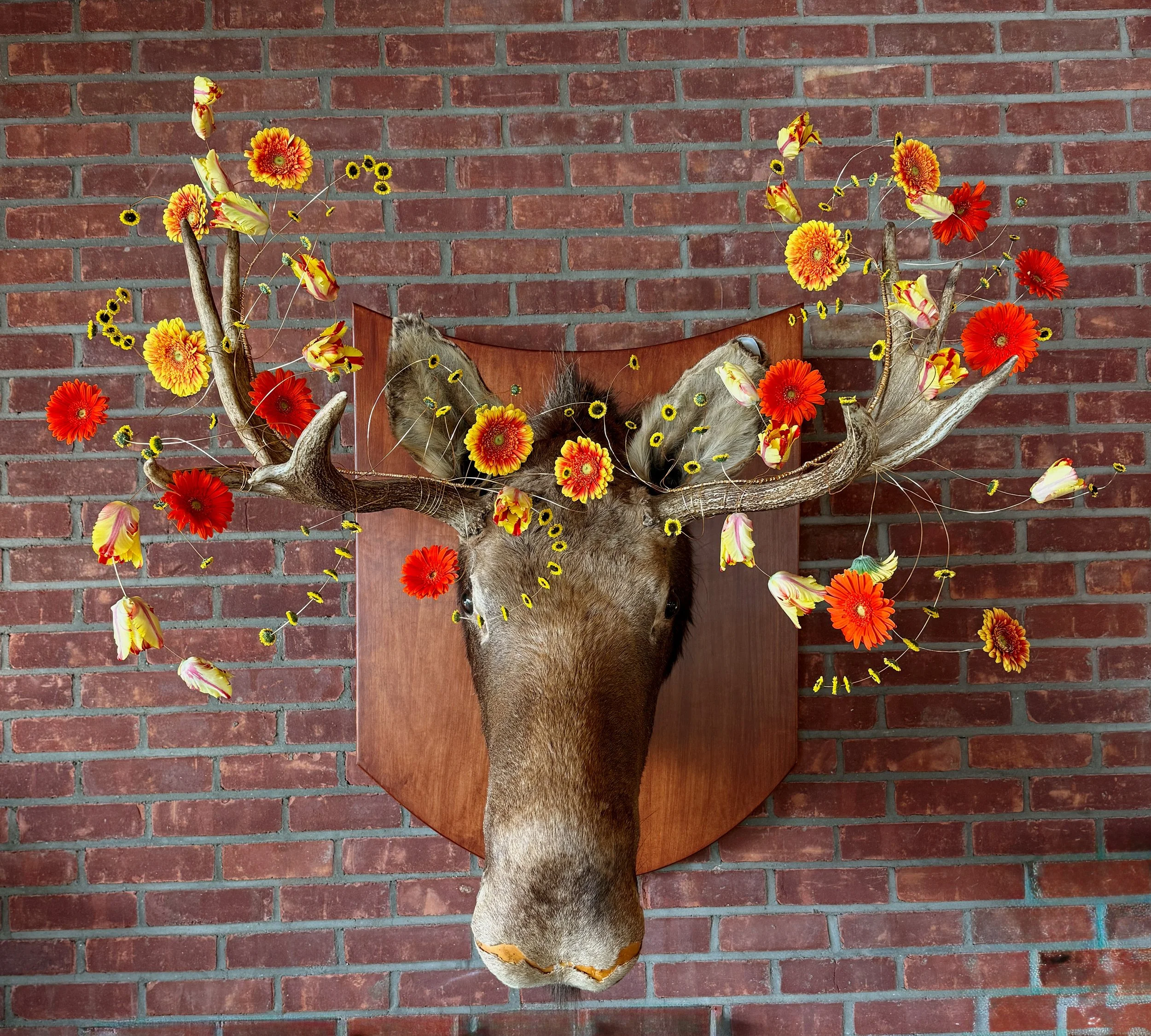 moose 2.jpg