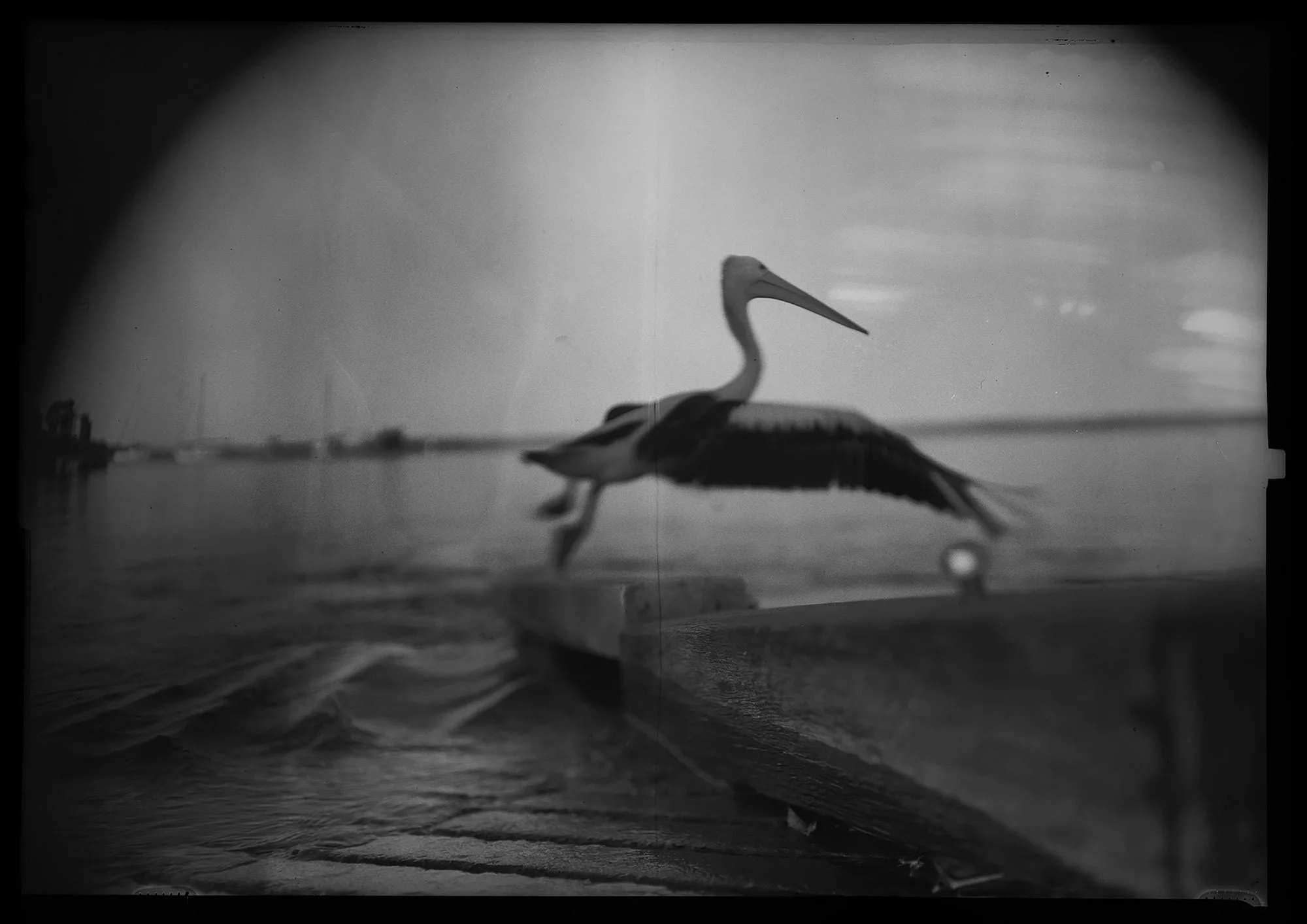 waiting_for_a_bird18.jpg