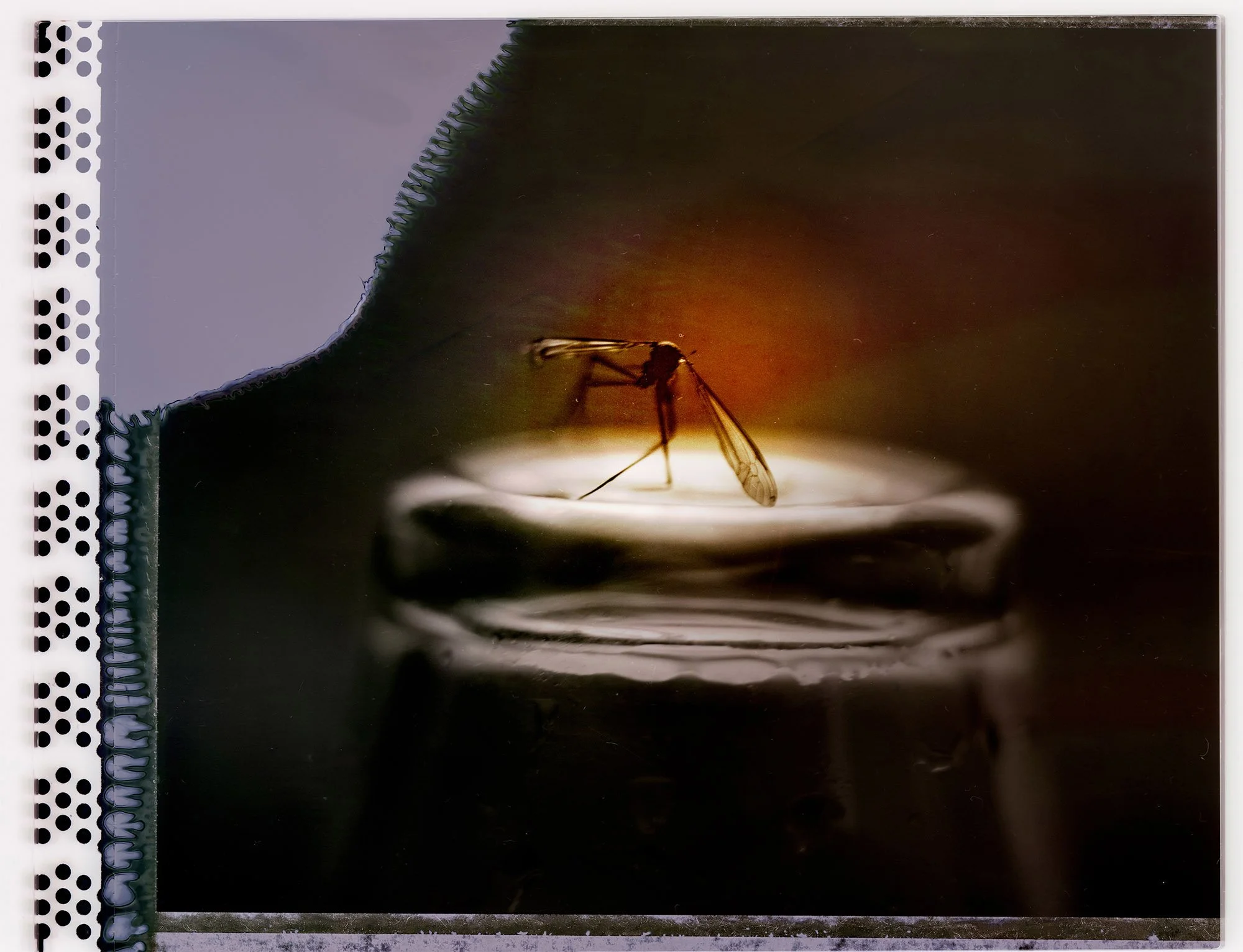 Close-up of a mosquito perched on a reflective surface with a gradient background of orange, red, and purple hues, and perforated white panel on the left side. From the project Where Does The Sky End and Space Begin?, by Aletheia Casey