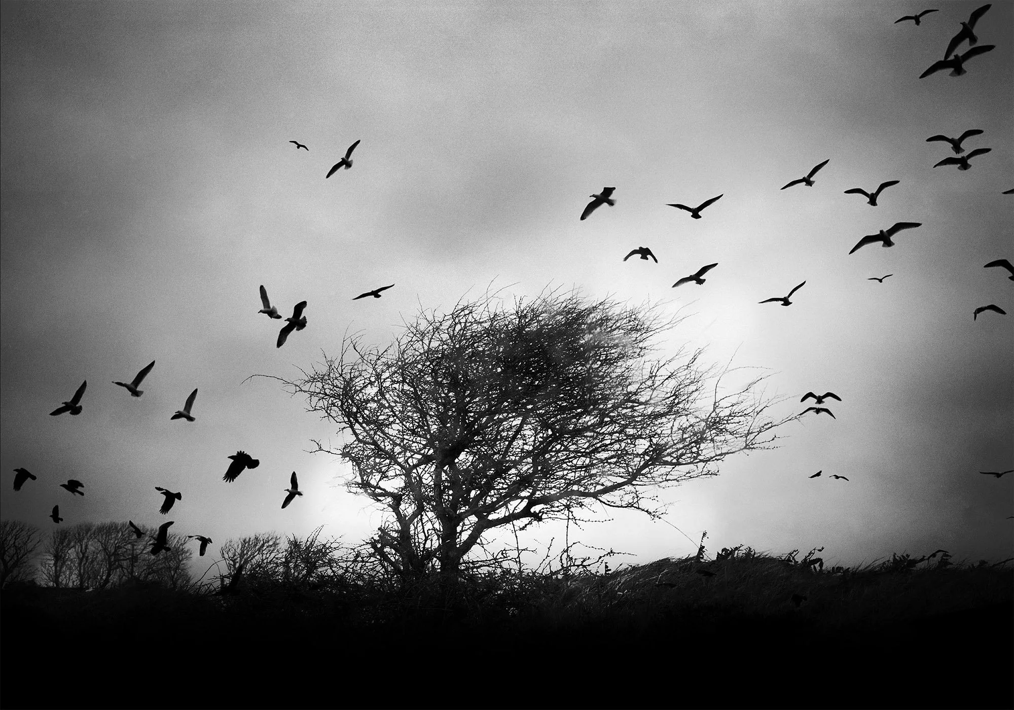 Black-and-white image of a of birds flying above a leafless tree in a landscape with a cloudy sky. From the project Where Does The Sky End and Space Begin?, by Aletheia Casey