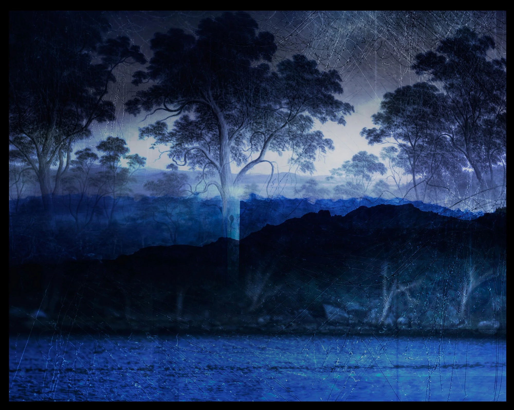 No Blood Stained The Wattle