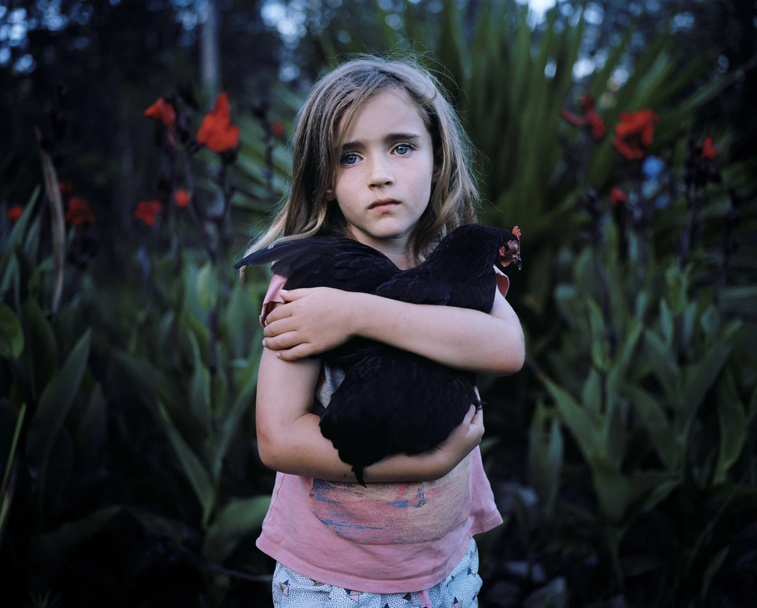 A young girl with long, light brown hair, wearing a pink shirt and patterned shorts, is holding a black rooster. From the project Which Way Is North?, by Aletheia Casey
