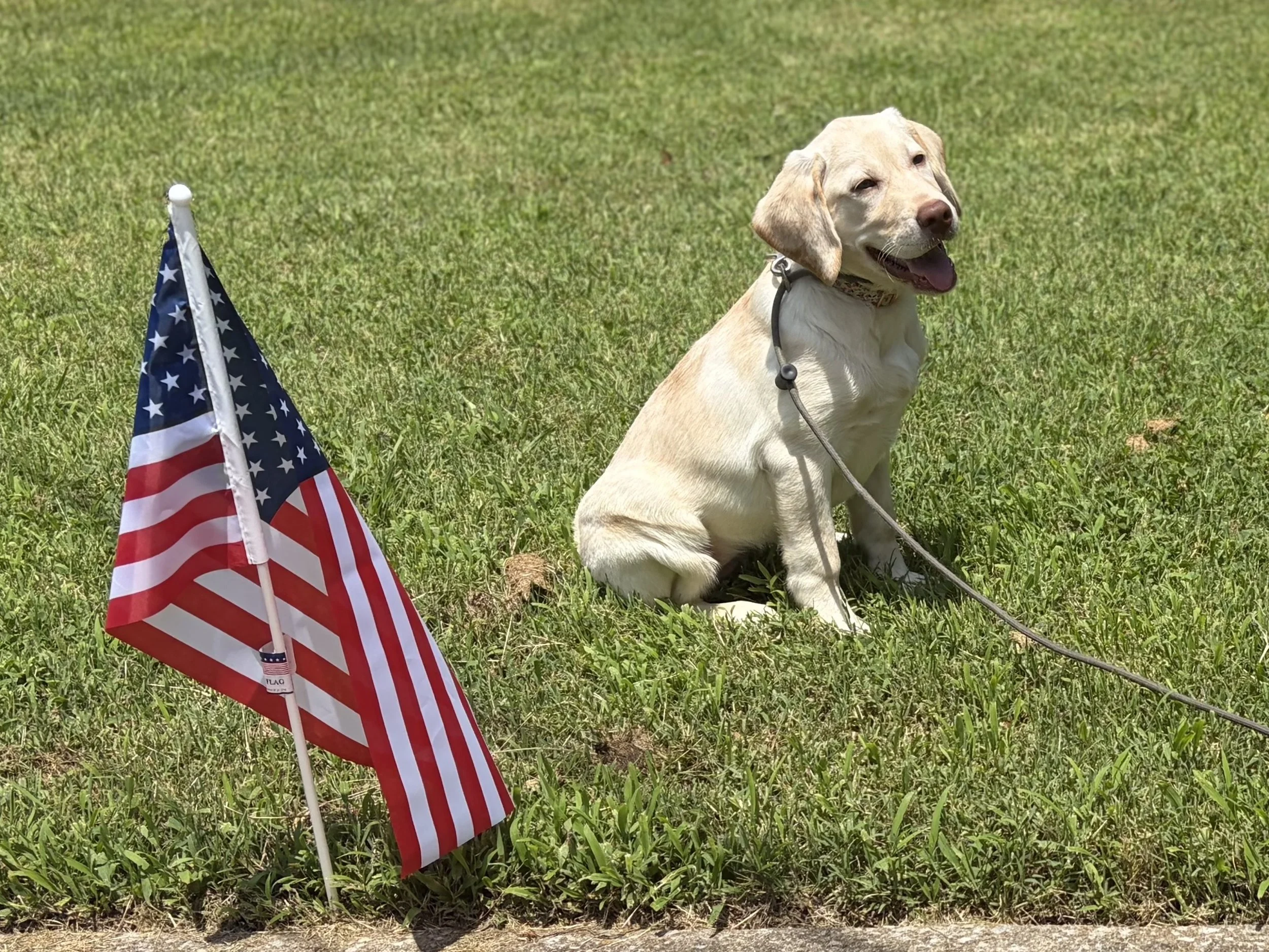 A yellow Labrador Retriever sitting in a grassy park area with an American flag on a small pole to its left.