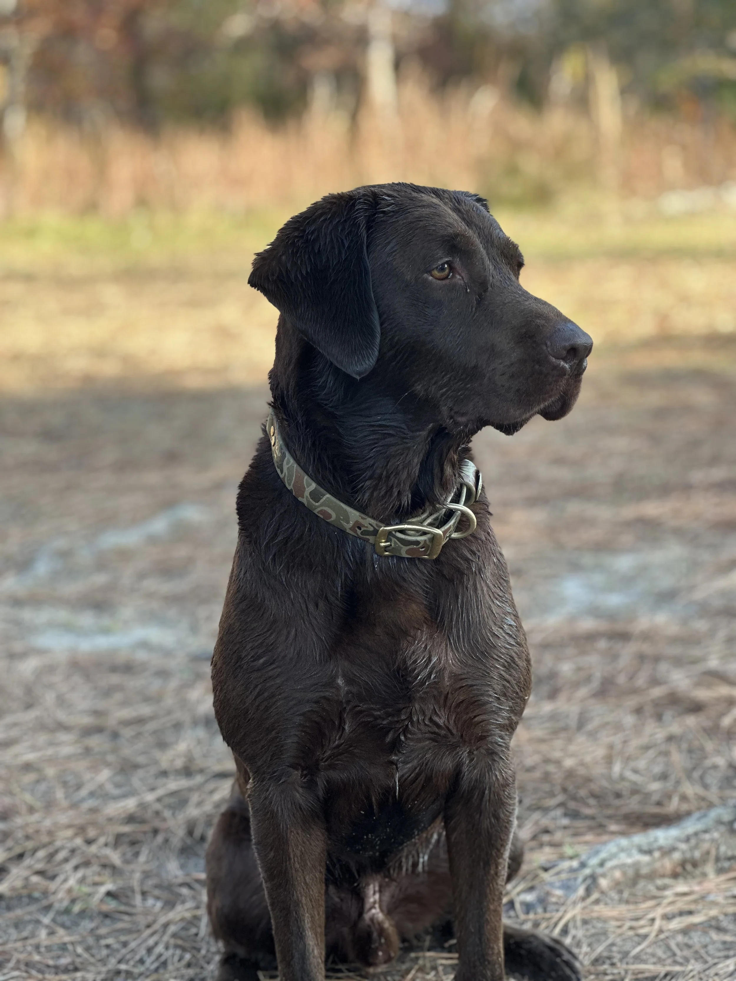 A black Labrador retriever puppy sitting outdoors on a fall day with a blurred background of trees and grass.