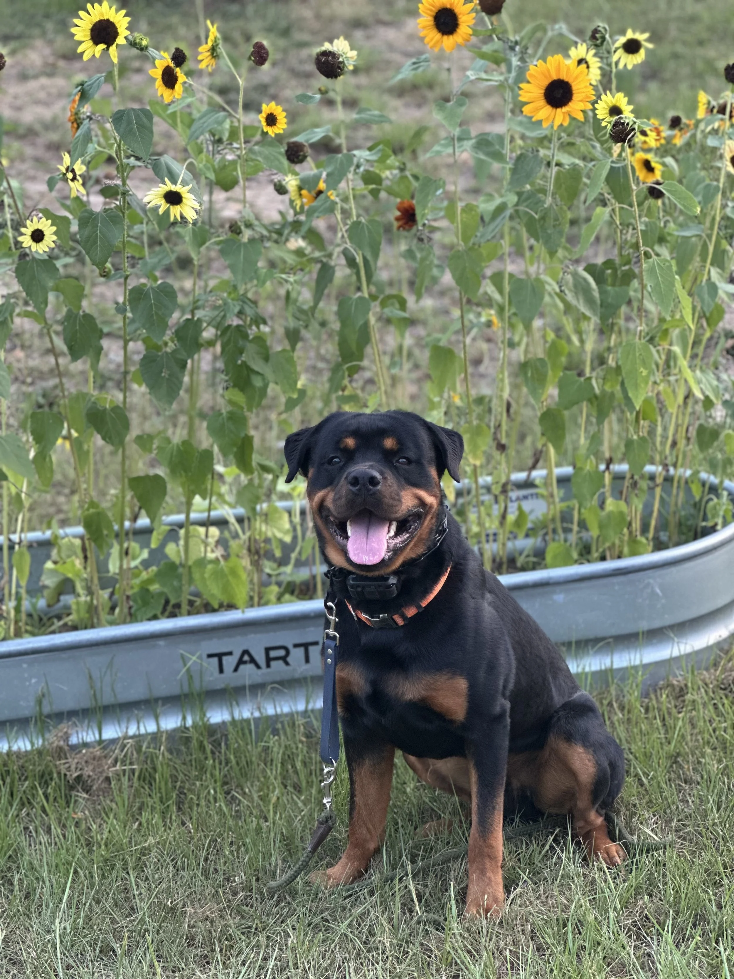 A happy Rottweiler dog sitting on grass in front of a flower garden with sunflowers, some dark and some yellow, in a large plant container, with a metal label reading 'TART'.