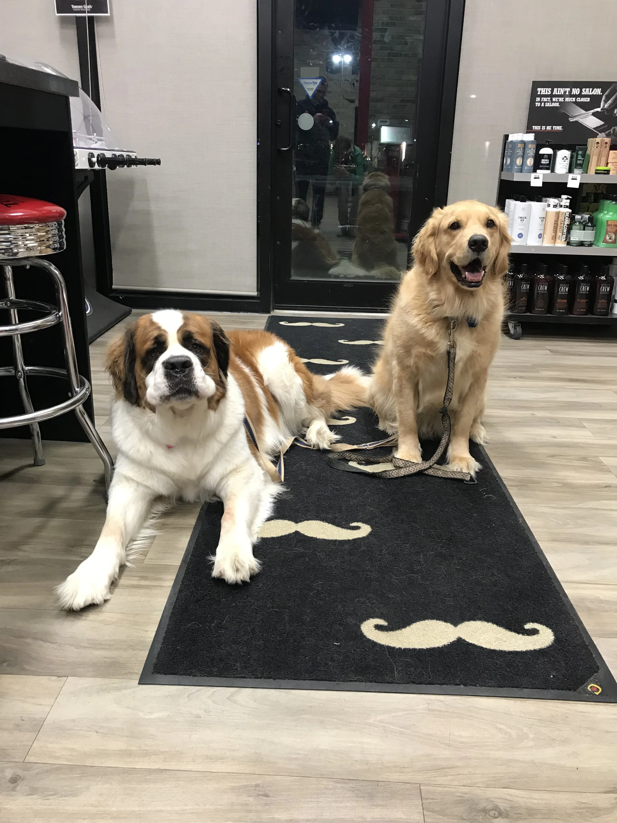 Two dogs, a Saint Bernard puppy lying on the floor and a Golden Retriever sitting, very well behaved inside a pet store near a black rug with white designs, and a display shelf with pet products in the background.