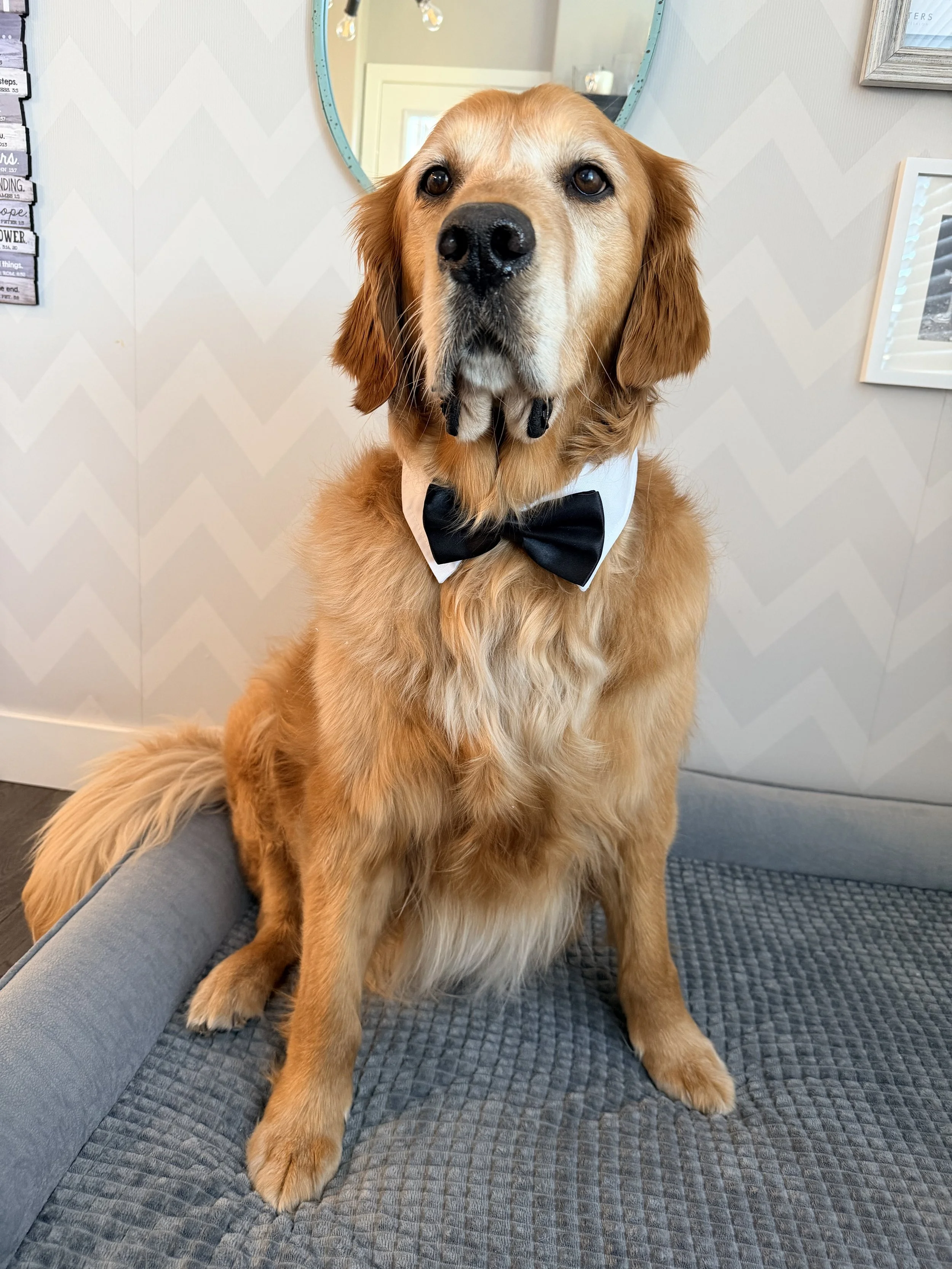 A golden retriever dog wearing a white shirt and black bow tie sitting on a gray couch, looking directly at the camera.