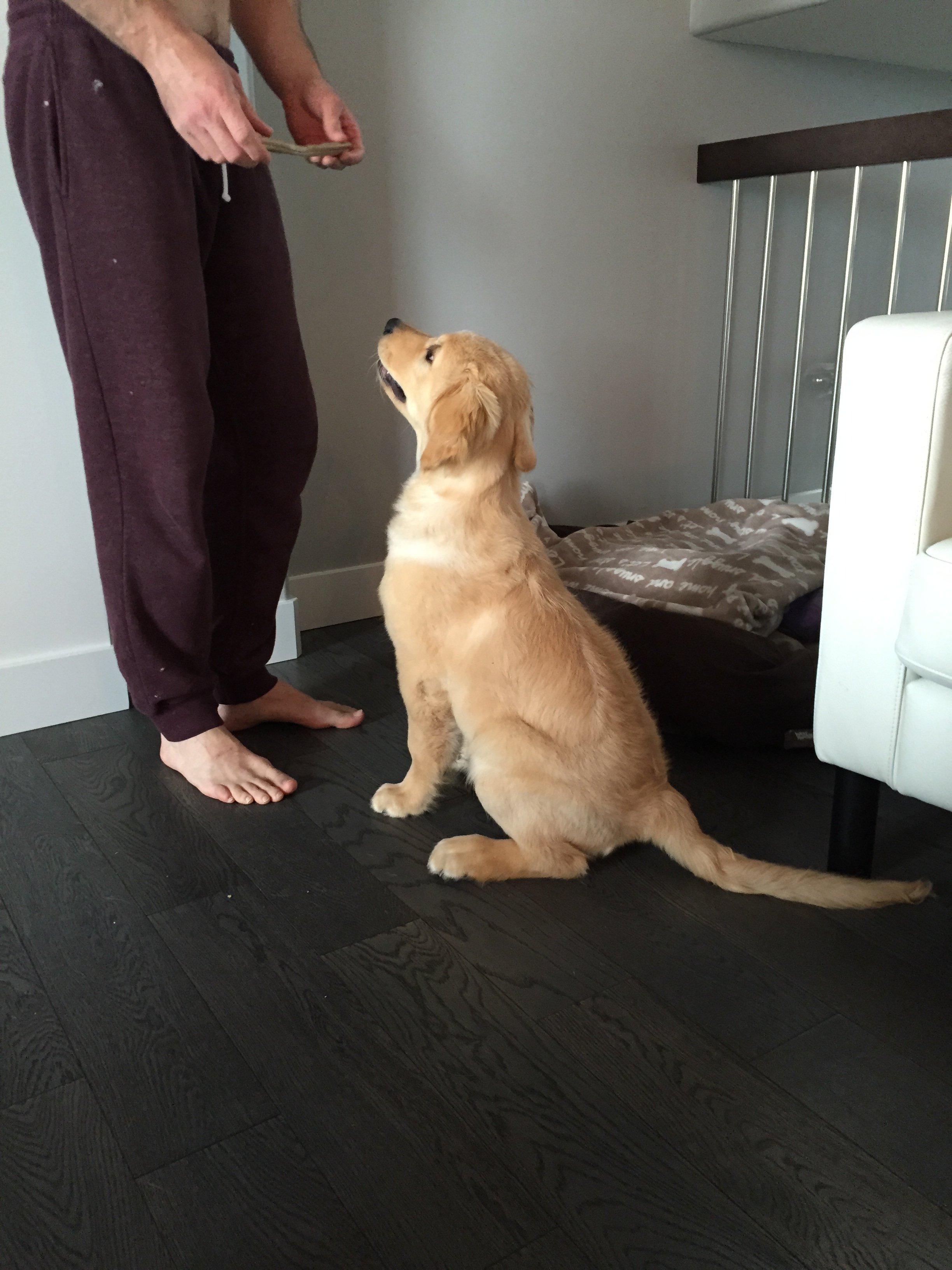 A person holding a treat or object while a sitting golden retriever puppy looks up attentively at them in a room with dark wooden flooring and a dog bed in the background.