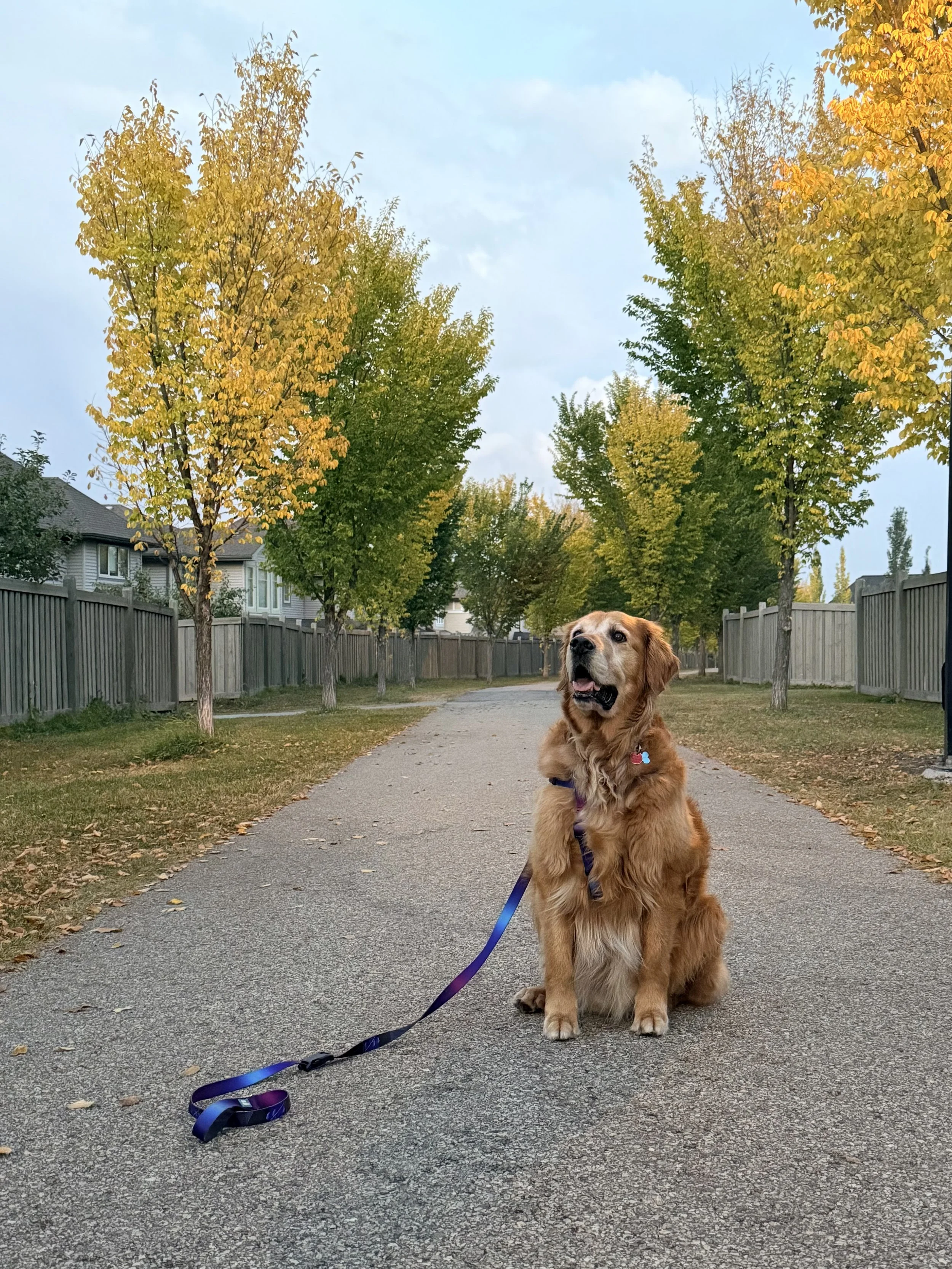 A golden retriever sitting on a paved pathway in a suburban neighborhood, with trees in autumn foliage and houses with fences in the background.