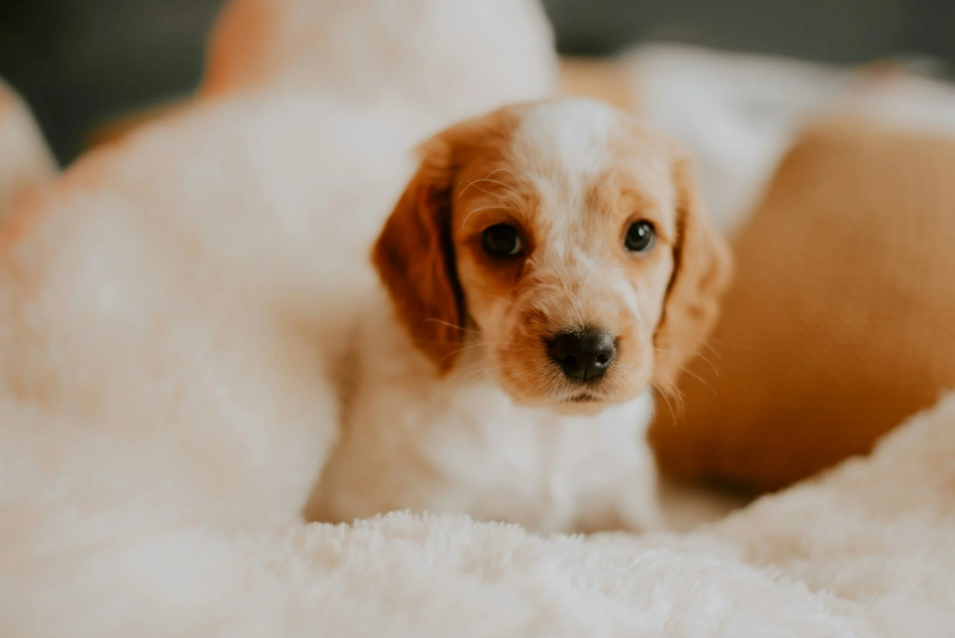 Close-up of a small brown and white puppy with floppy ears and dark eyes, looking forward, surrounded by fluffy white blankets.