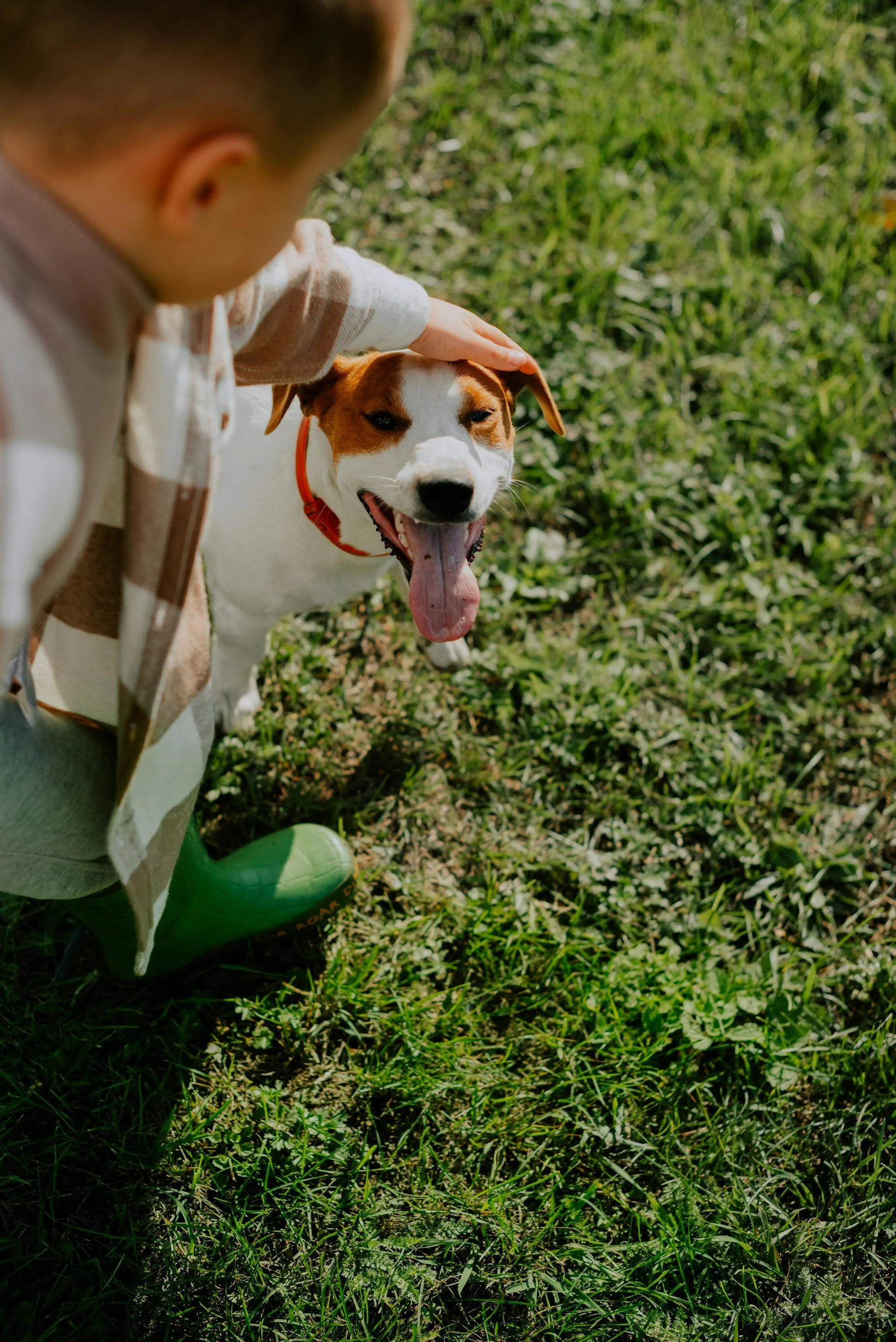 Child in a plaid shirt petting a happy, smiling dog with a red collar on a grassy field.