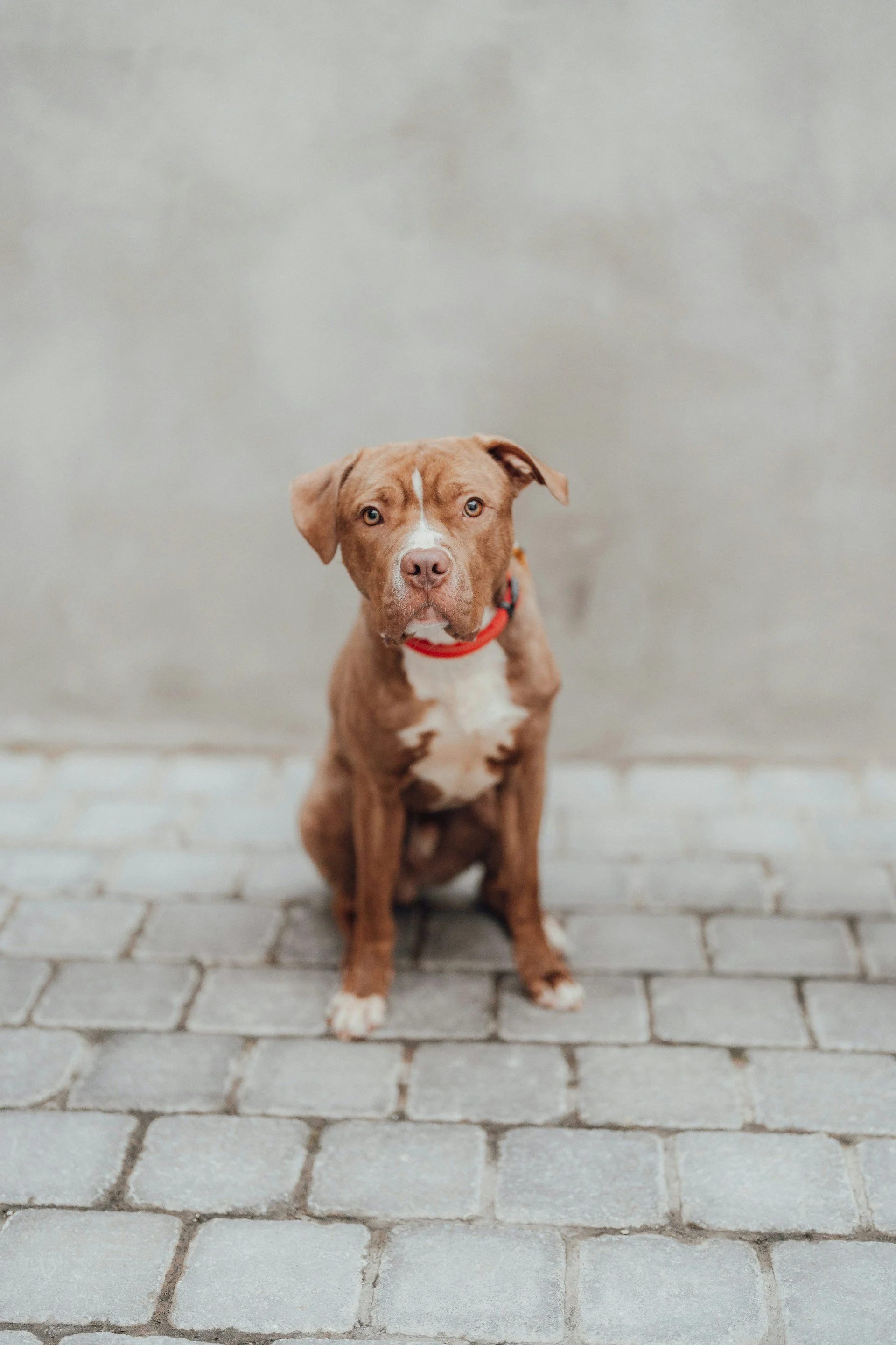A brown dog with white markings on its chest and face sitting on a paved surface, looking directly at the camera with a neutral expression.