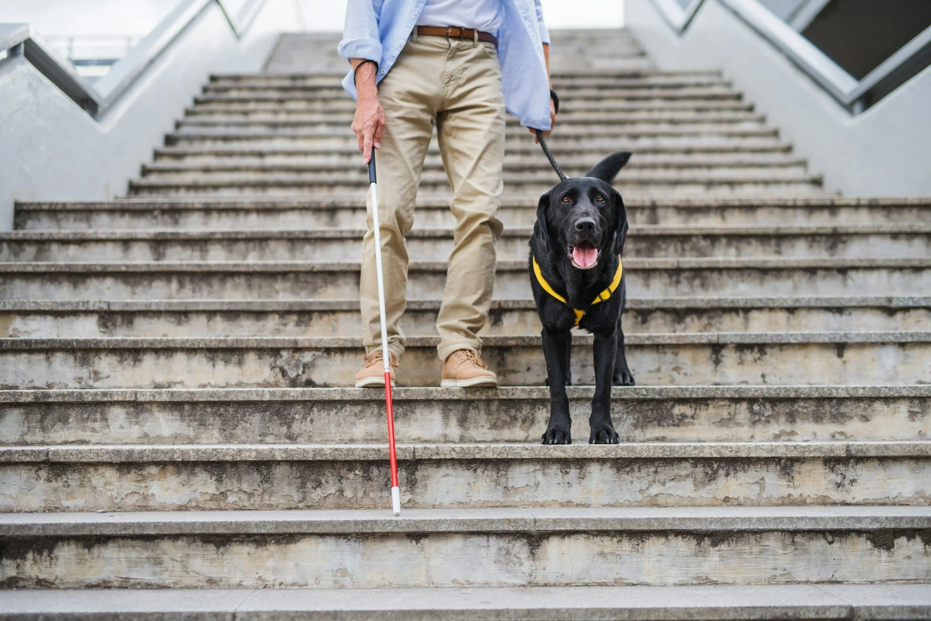 A person with beige pants and a blue shirt walking with a black lab service dog on a leash, walking down concrete stairs.