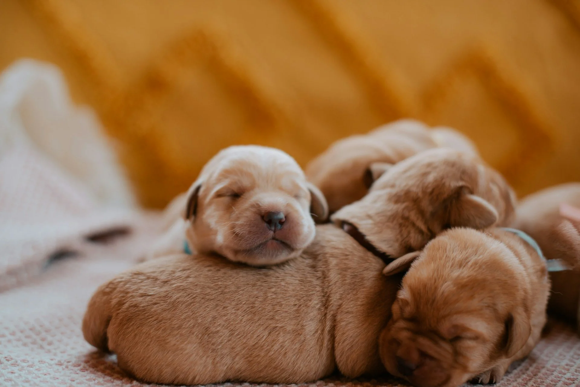 Group of sleeping puppies curled up together on a soft surface.