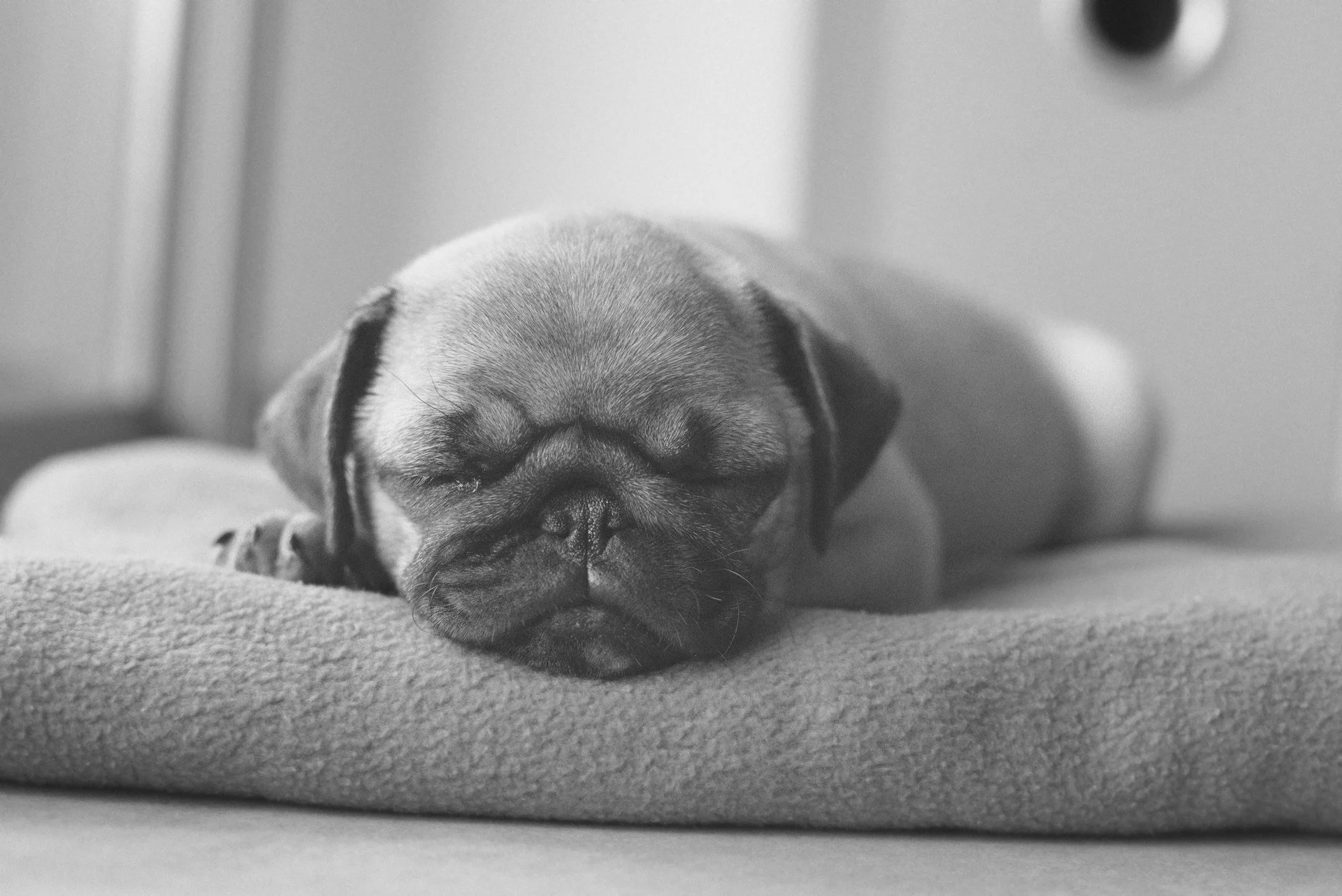 A black and white photo of a small puppy sleeping on a soft blanket.