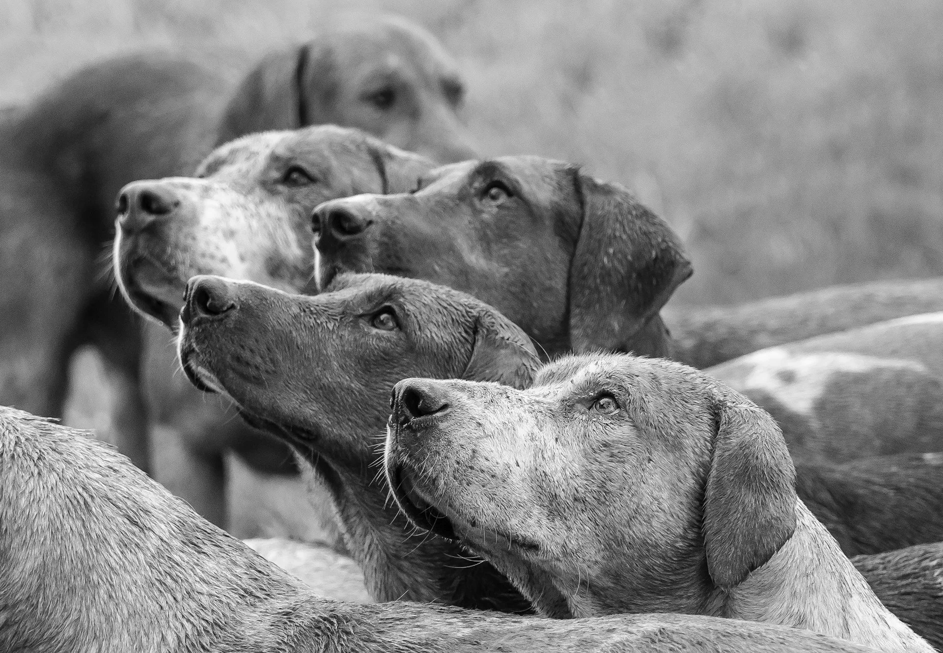 Black and white photo of multiple dogs lying on the ground, looking upward with alert expressions.