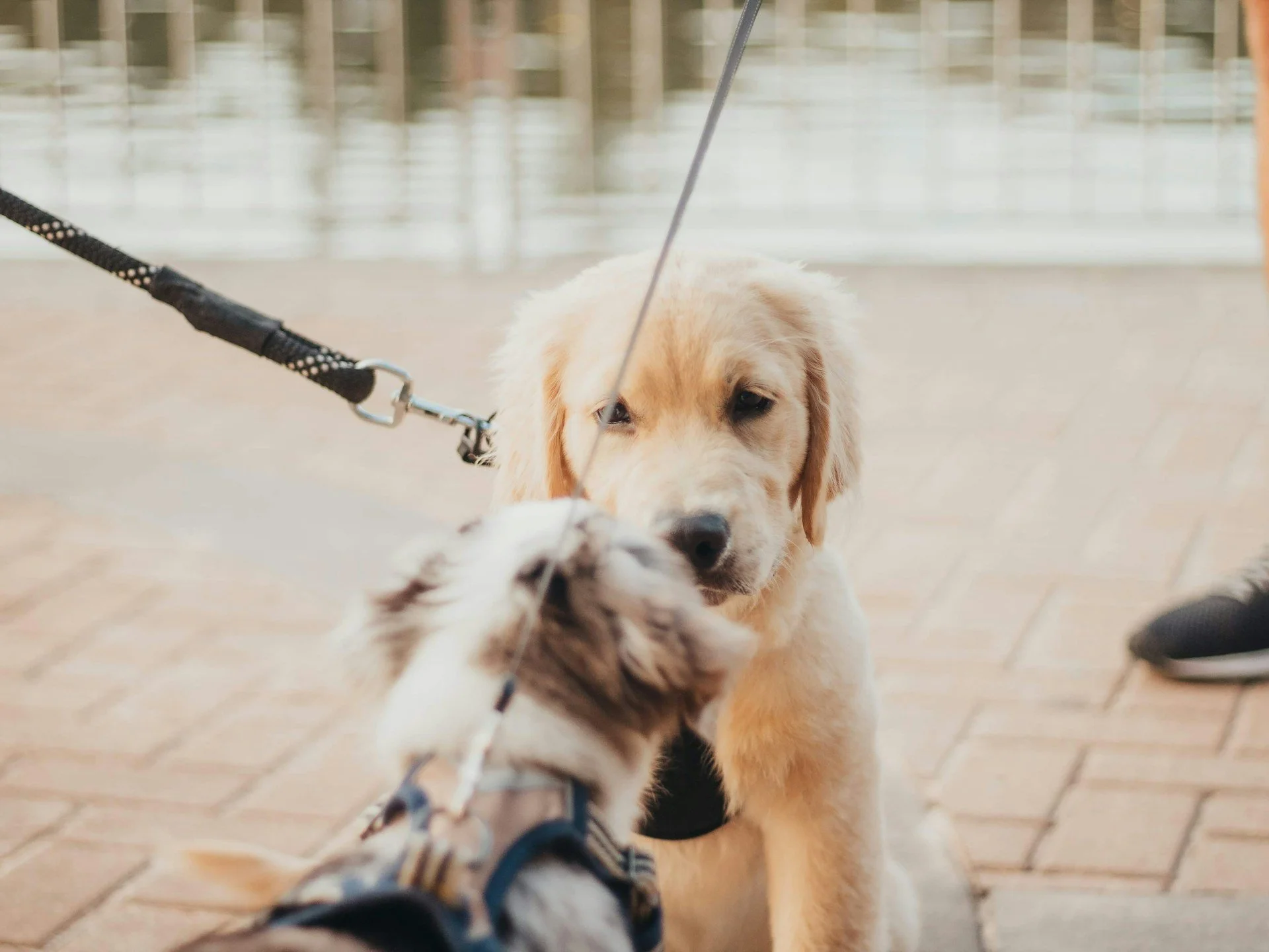 Golden retriever puppy playing with a spotted puppy on a tiled floor, with a blurry background.