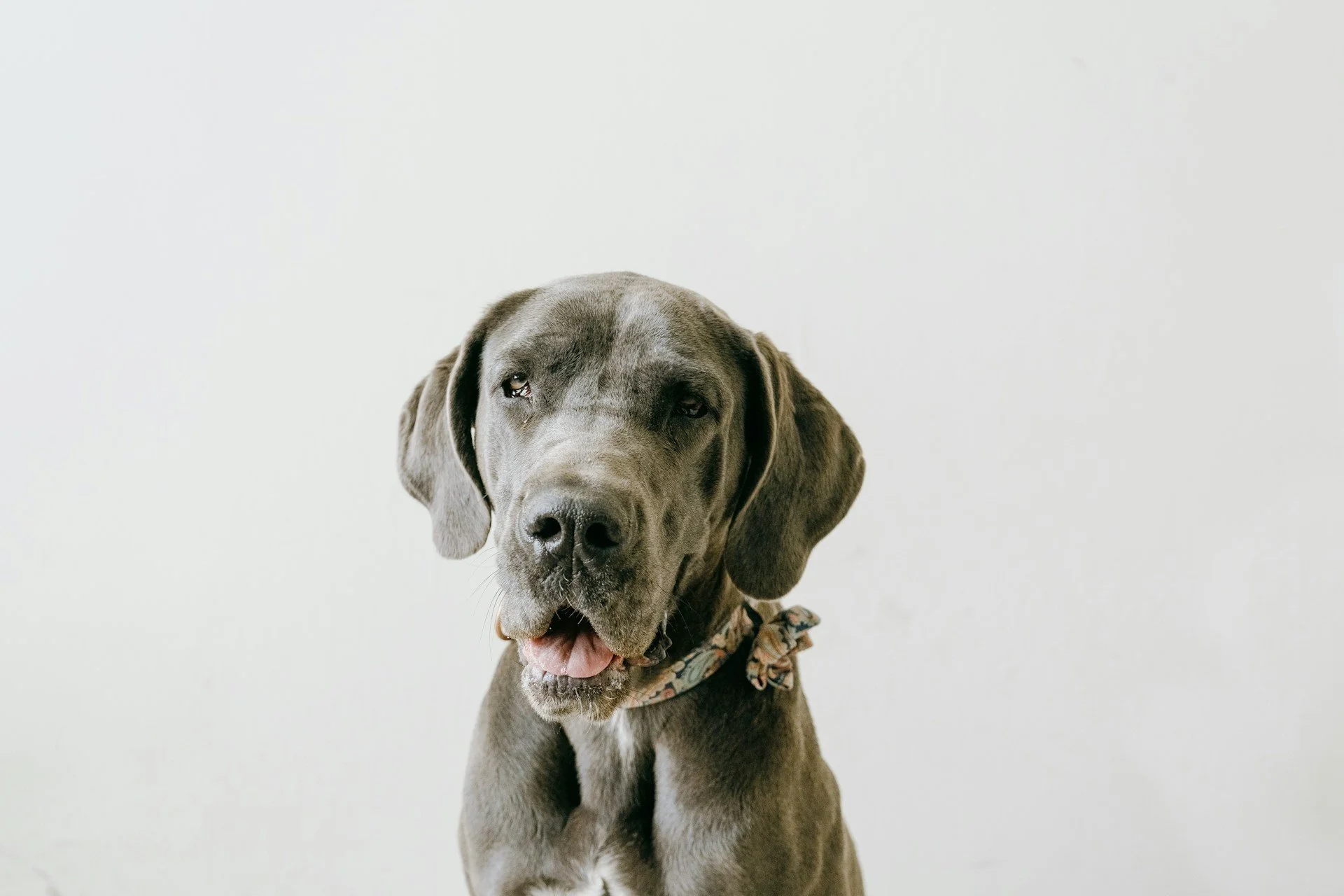 A dog representing ADA and VA certified dog trainer in Cincinnati for West Chester Dog Training.