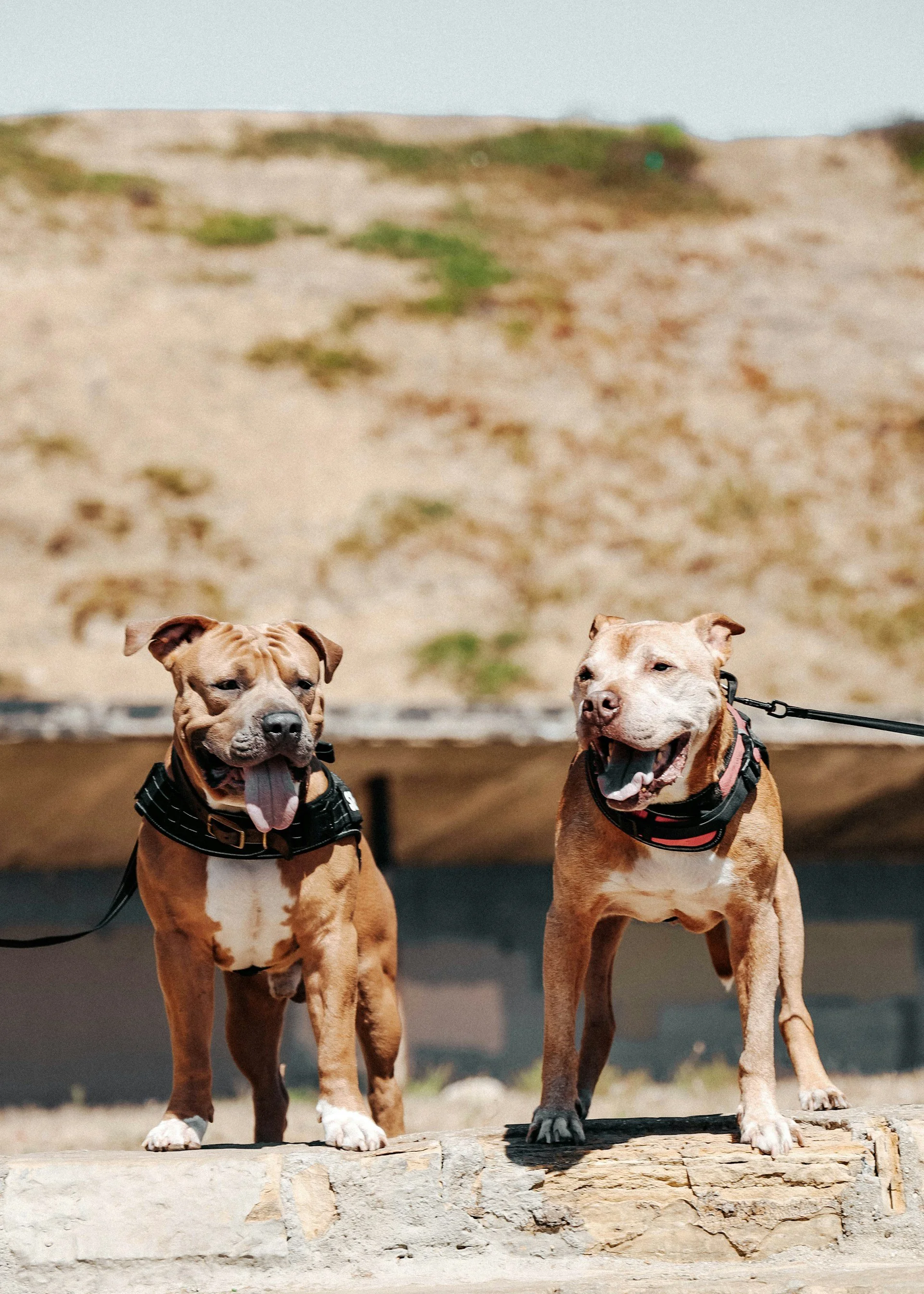 Two dogs with brown and white fur standing outdoors on a piece of wood. Both are wearing black harnesses and have their tongues out, appearing happy. The background is a rocky hill with patches of grass.