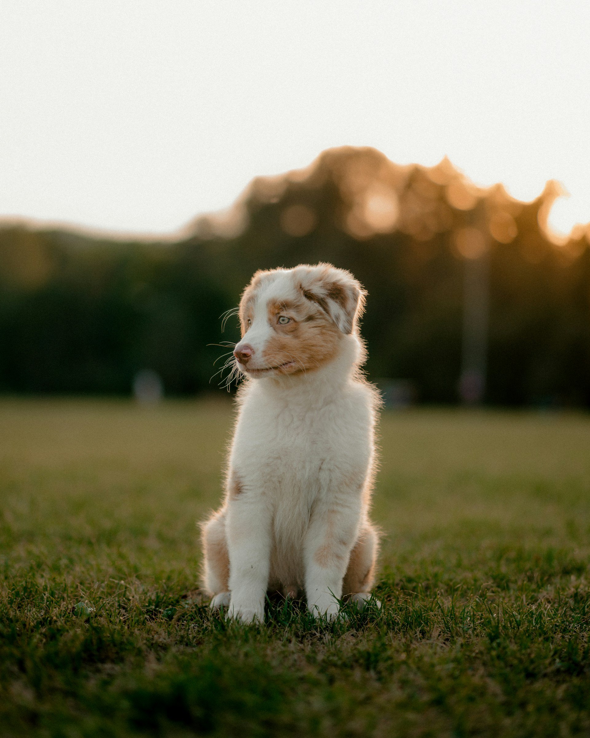 A puppy with blue eyes sitting on grass during sunset with trees in the background.