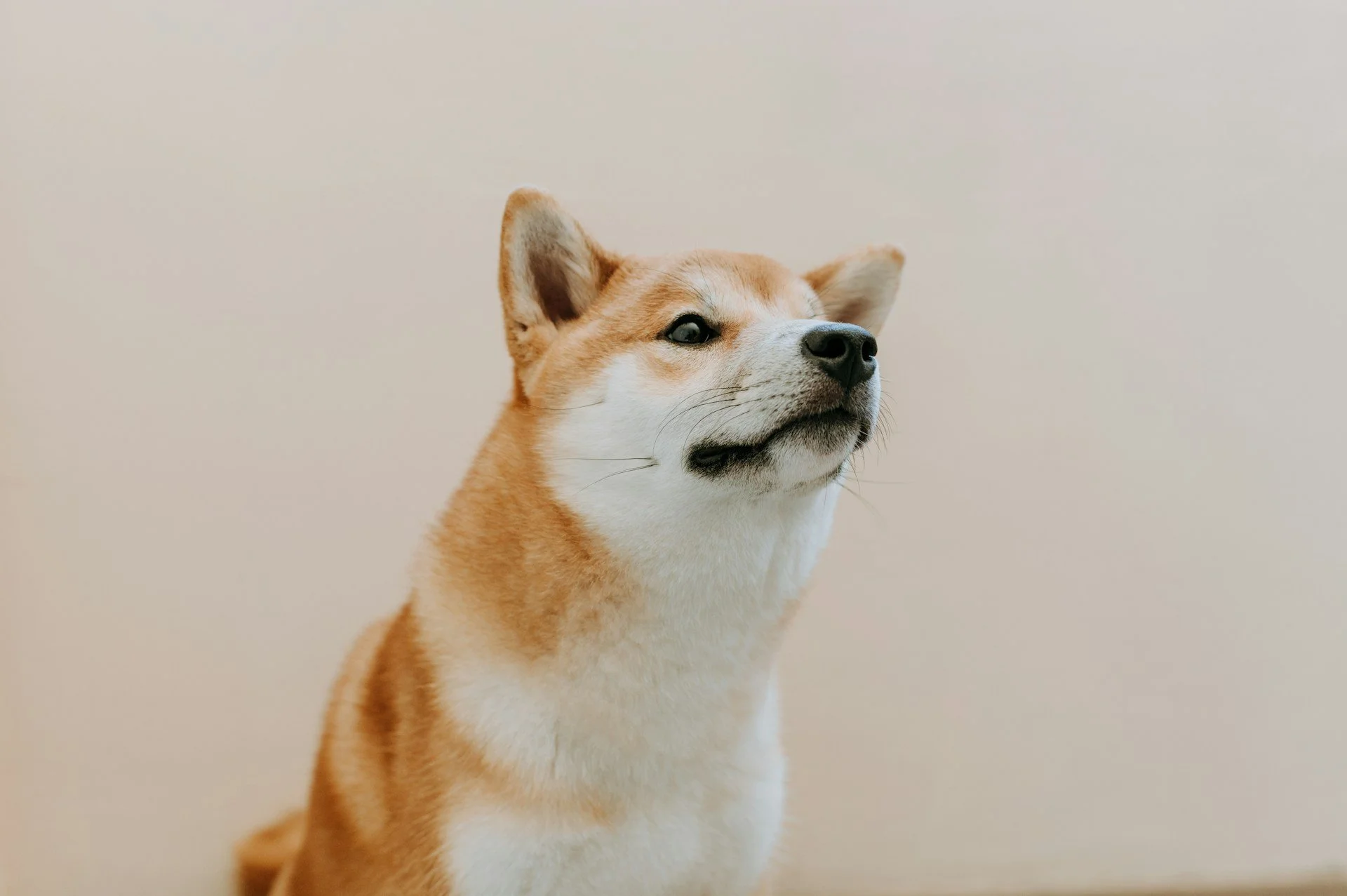 A Shiba Inu dog with reddish-brown fur, white chest, and black nose, looking slightly to the right with a neutral expression against a plain, light beige background.