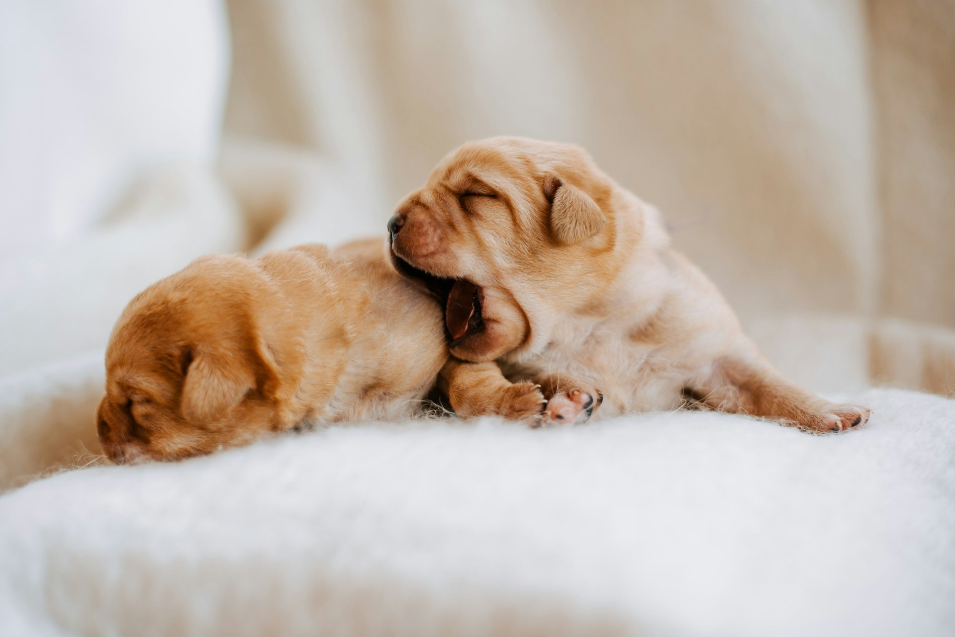 Two yellow Labrador Retriever puppies sleeping on a soft white surface.