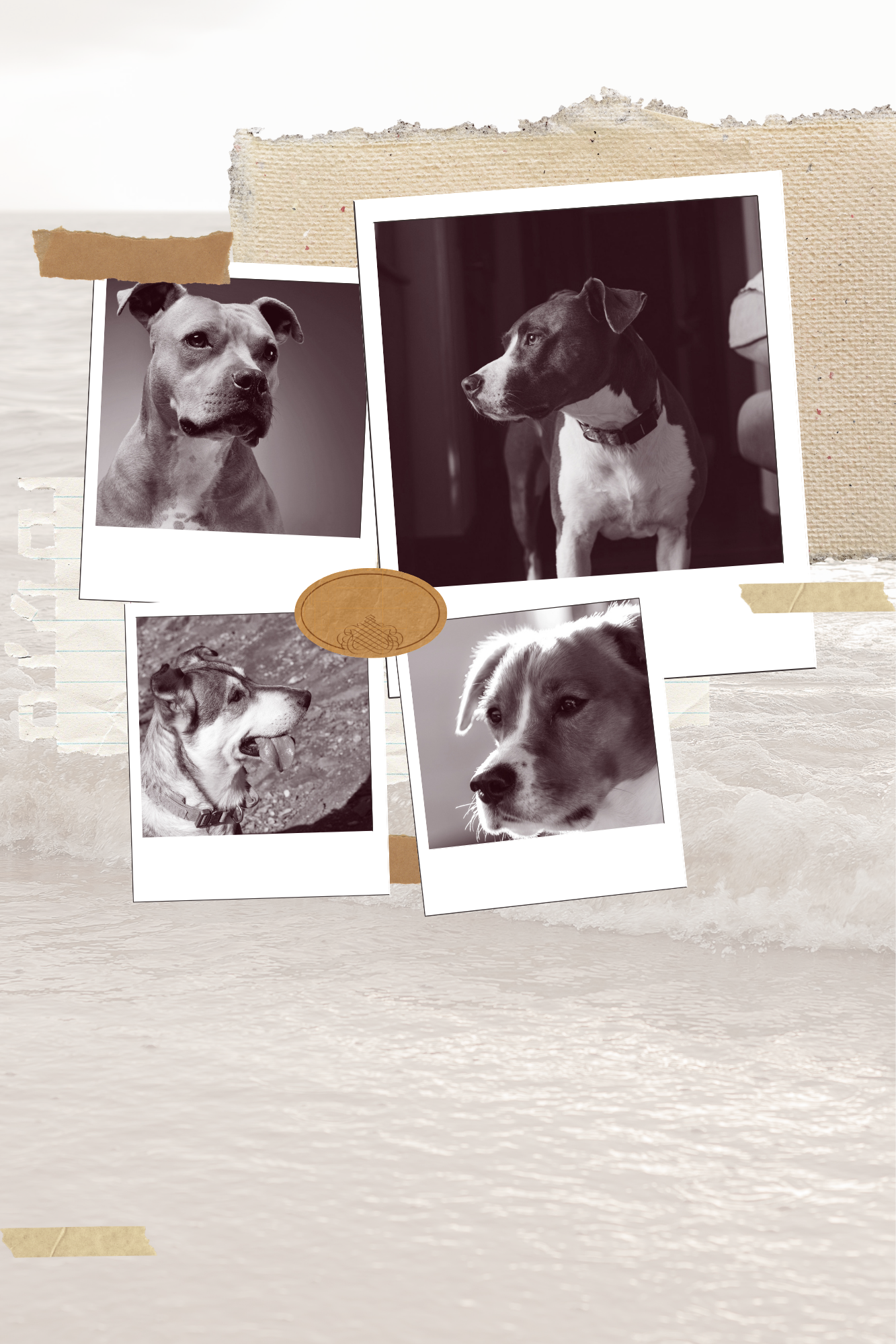 Collage of black-and-white photographs of dogs, some taped onto a textured background with torn paper edges and masking tape, including a close-up of a dog with a collar and a playful dog with its tongue out.